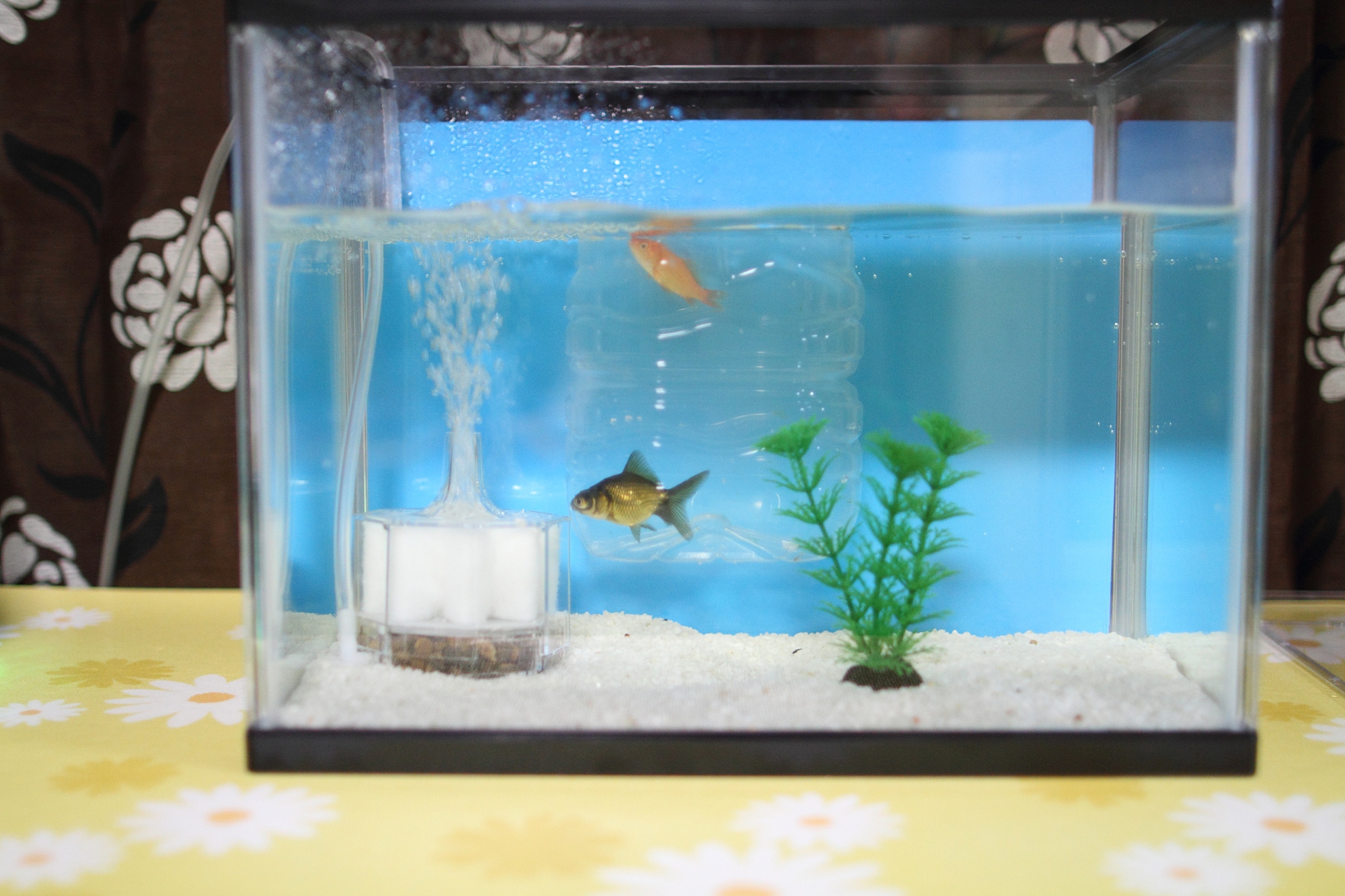 《鱼缸新手必看!700字详解如何开缸养水》