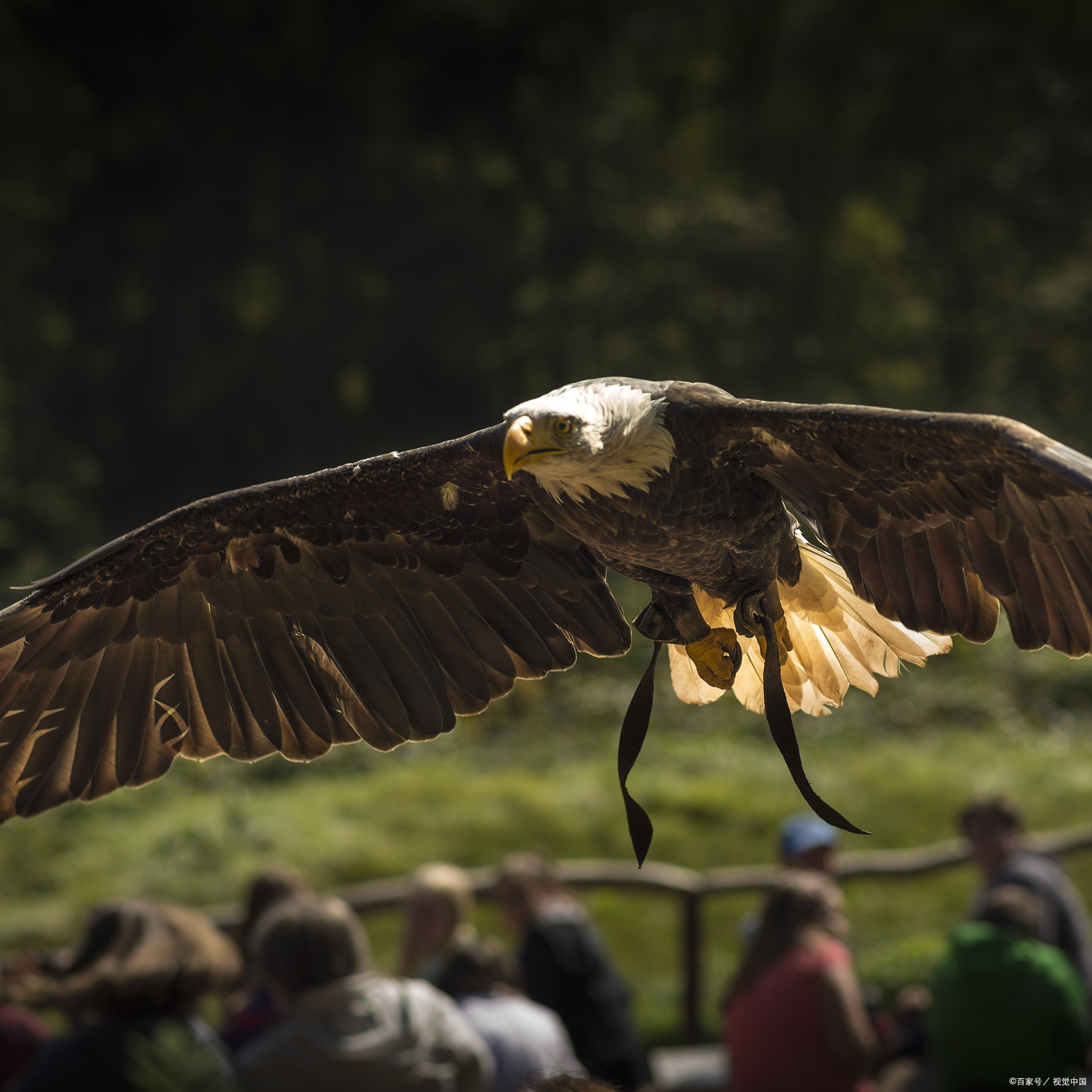 阿根廷巨鹰吃什么饲料驯服