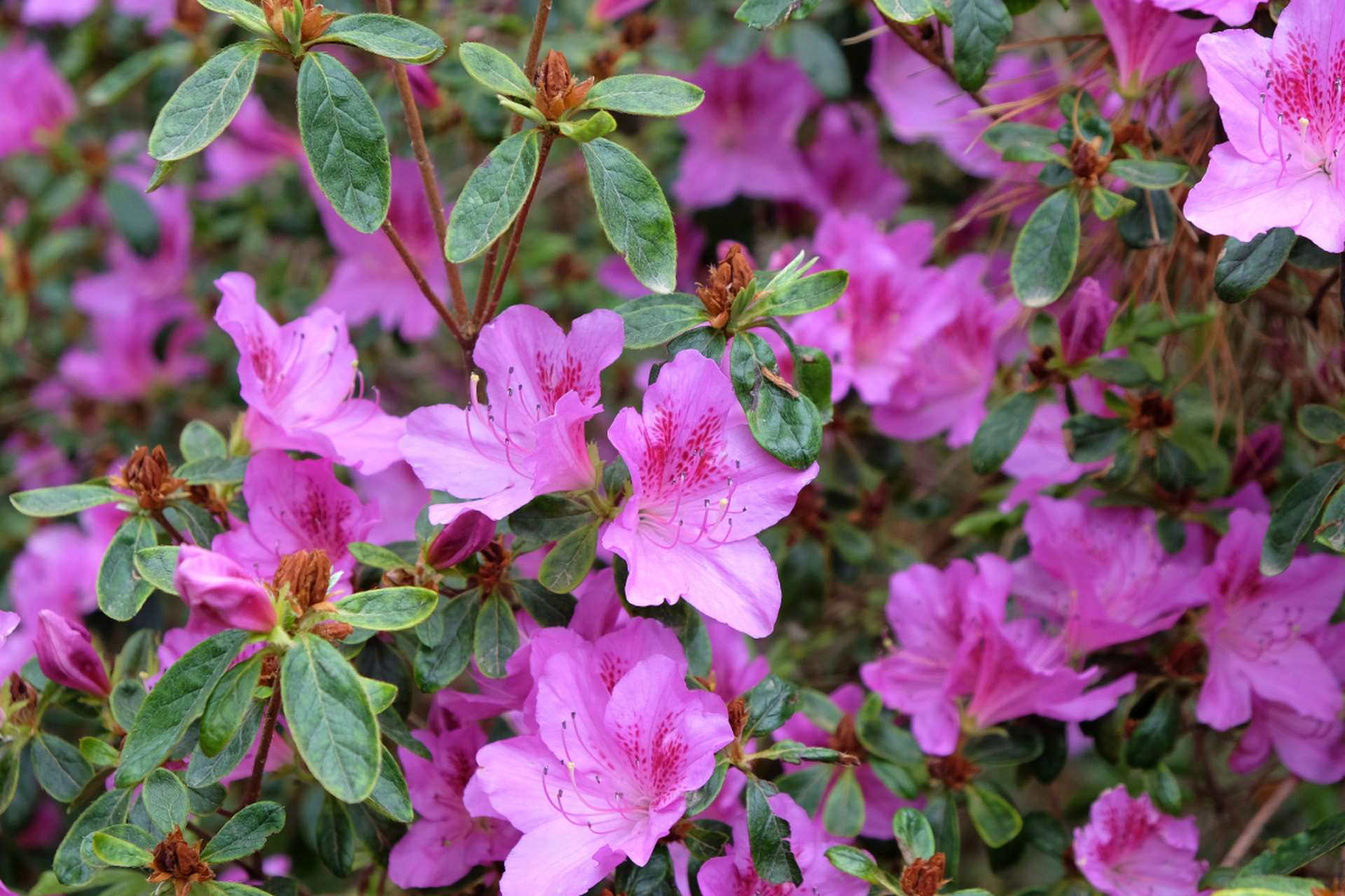 珍稀花卉五宝杜鹃花需要精心养护,包括选择适宜的生长环境,保持适当的