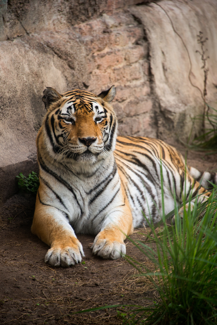 生肖虎# 生肖虎的朋友们,2月18日这一天可谓是你们的幸运日.