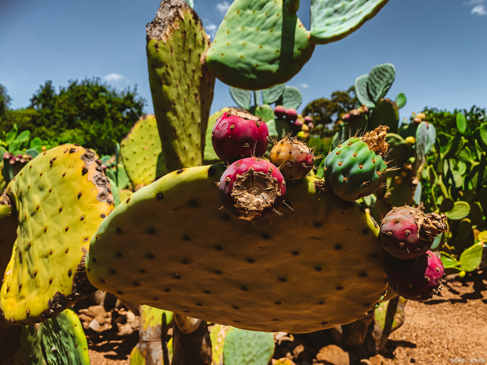 世界上已知的仙人掌科植物,有一半以上分布在墨西哥
