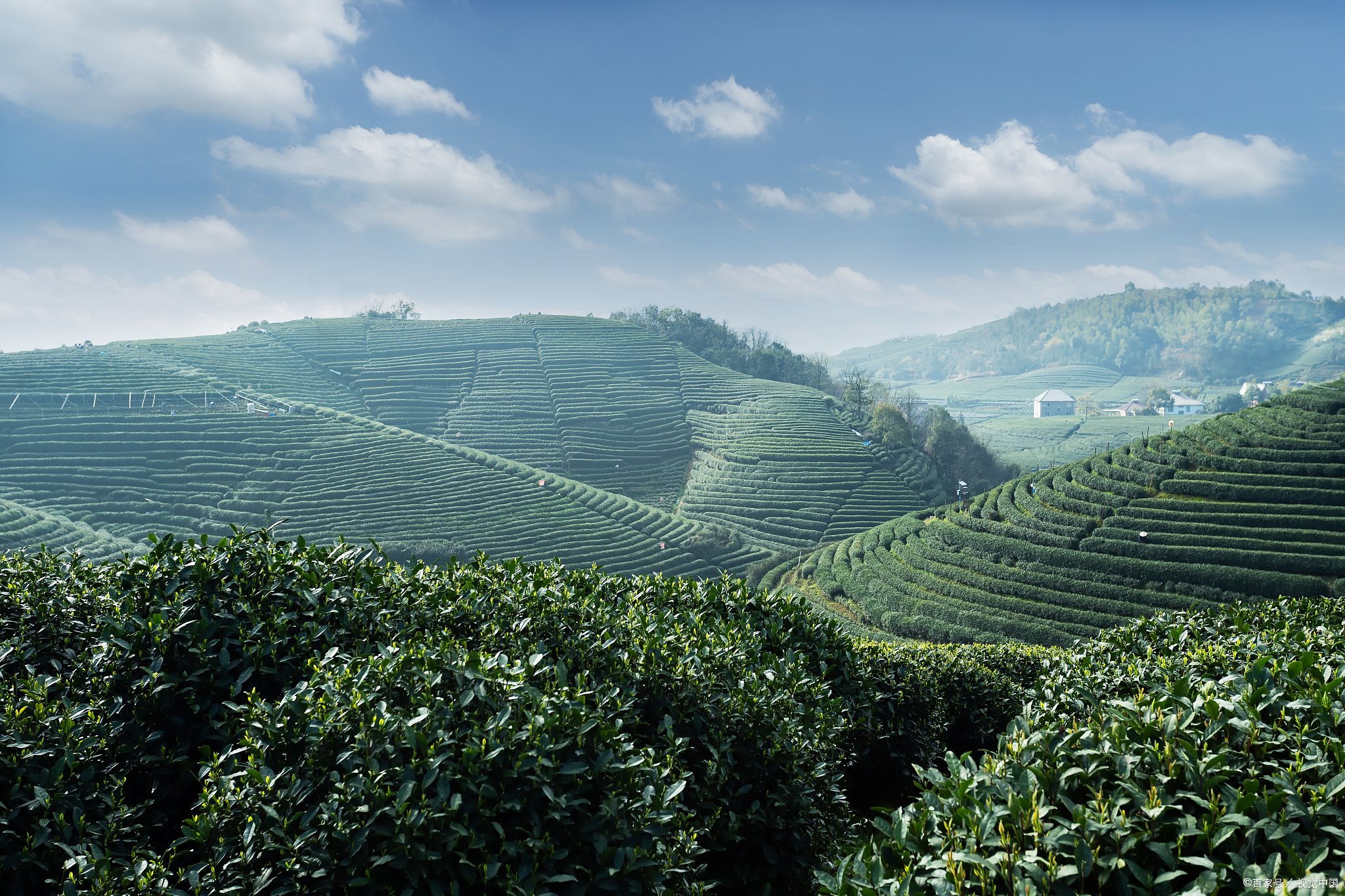韶关茶园飘香:绿意中的诗意之旅  "韶关茶园,绿意绵延,茶香四溢.