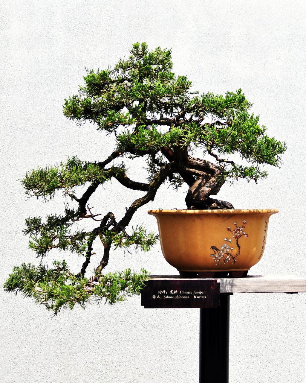 喜欢温暖湿润,阳光满满的环境哦~ 可以用园土腐叶