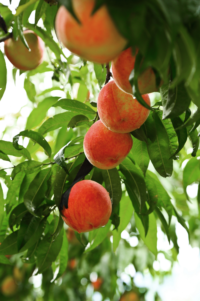 蟠桃在西游记里被誉为仙桃,食之能长生不老,不过是神话传说.