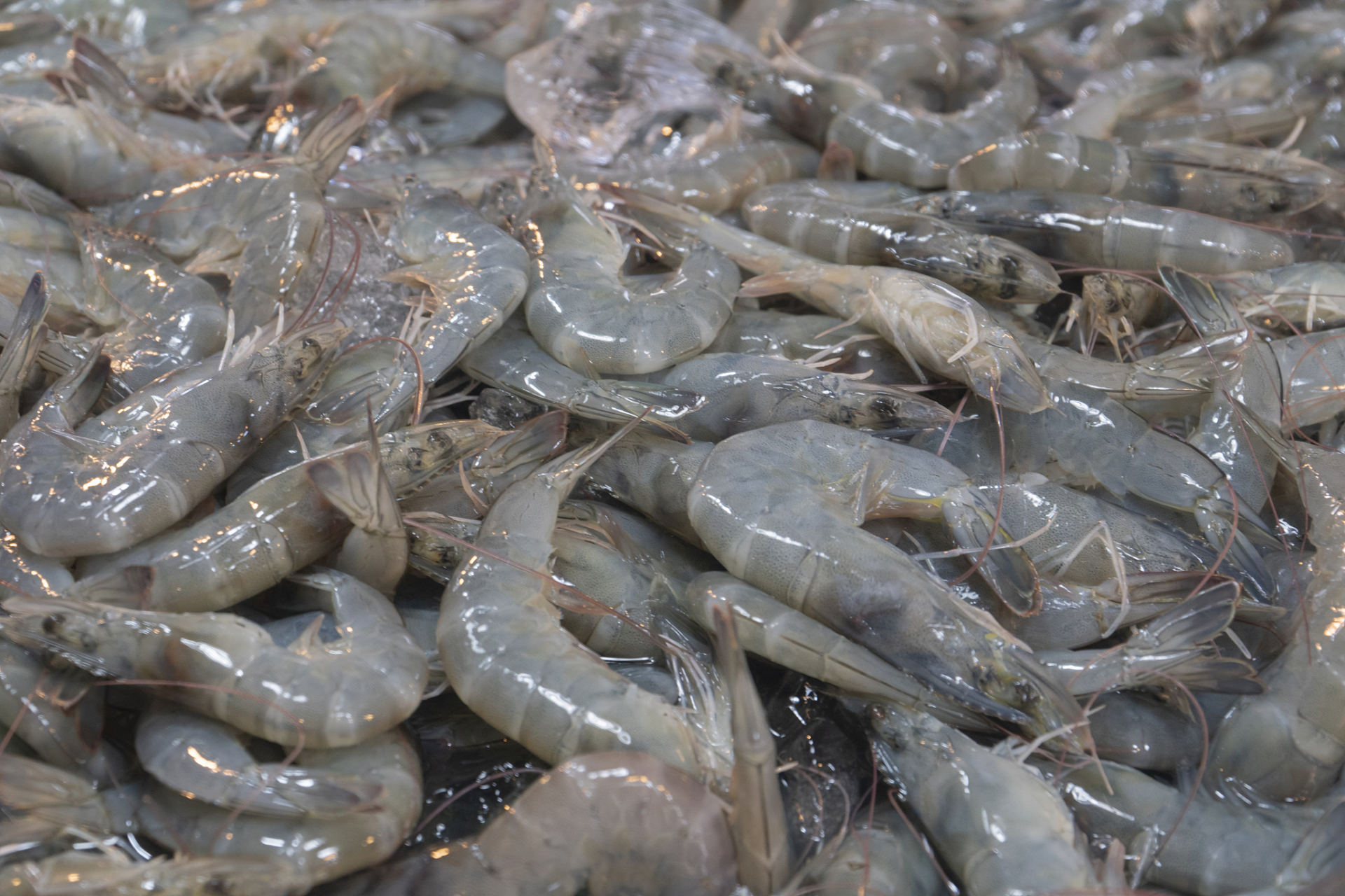 基围虾,又称刀额新对虾,沙虾,是一种广泛分布在海洋和淡水中的虾类,是