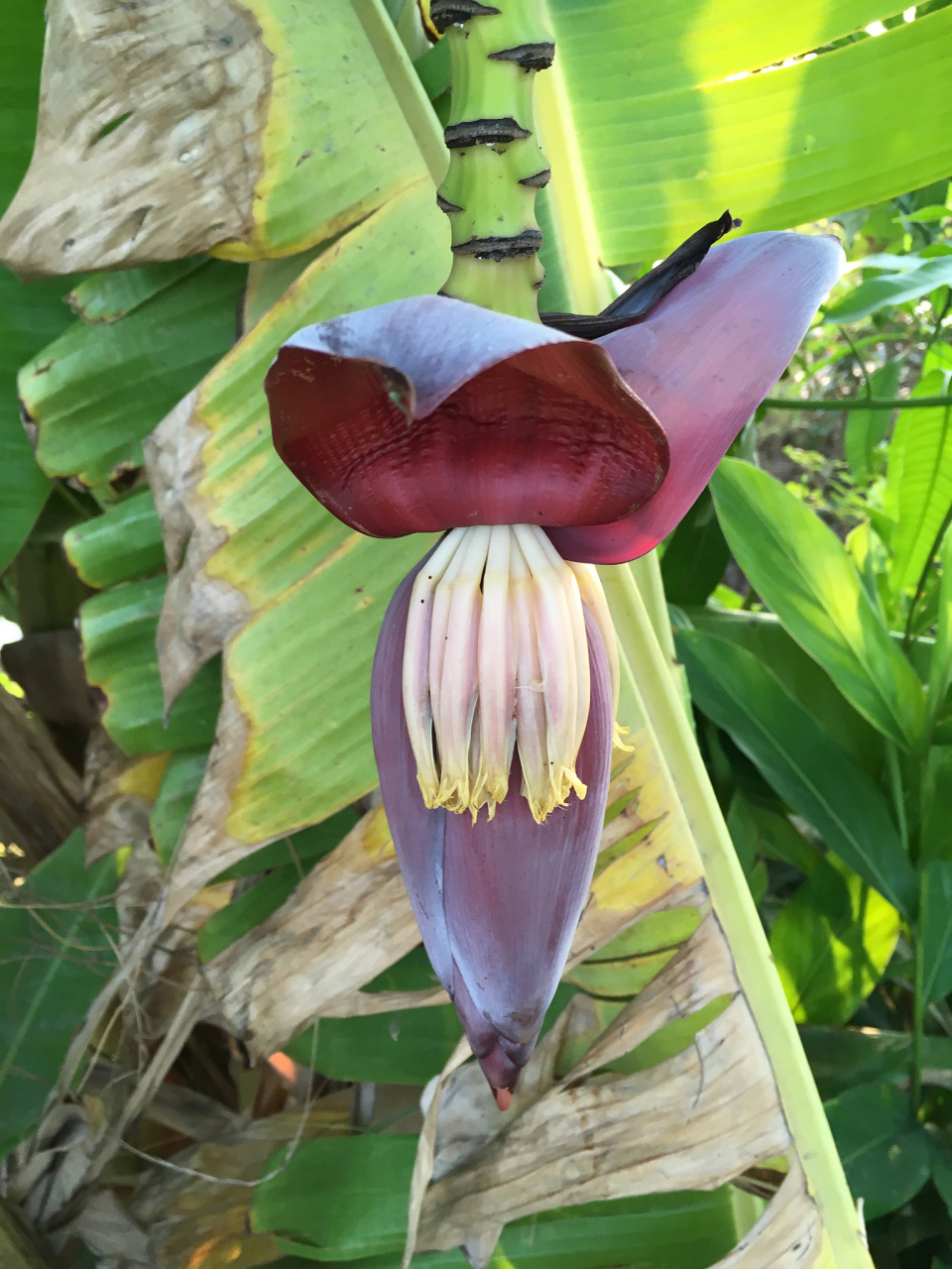 更有药用价值和独特地位等你探索.[原文:香蕉花与黄花菜:风味与用.