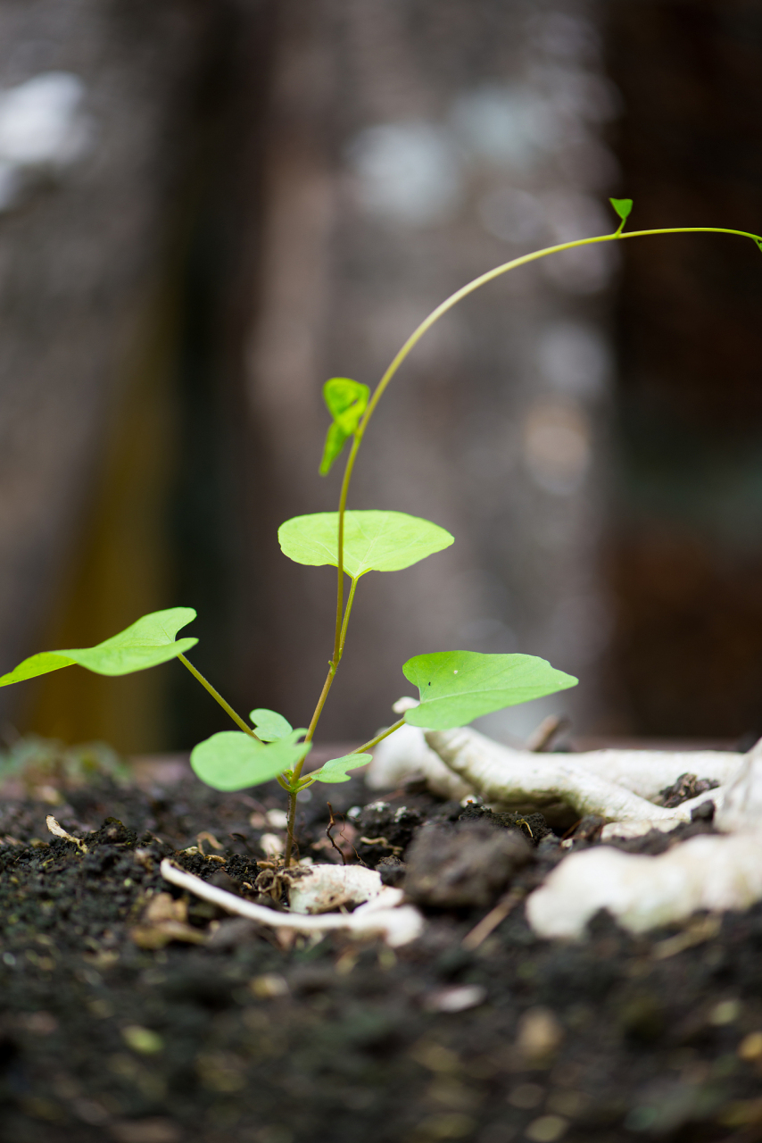 里开出一朵花,无论经历怎样的磨难,都像石头缝里的小草一样坚强生长