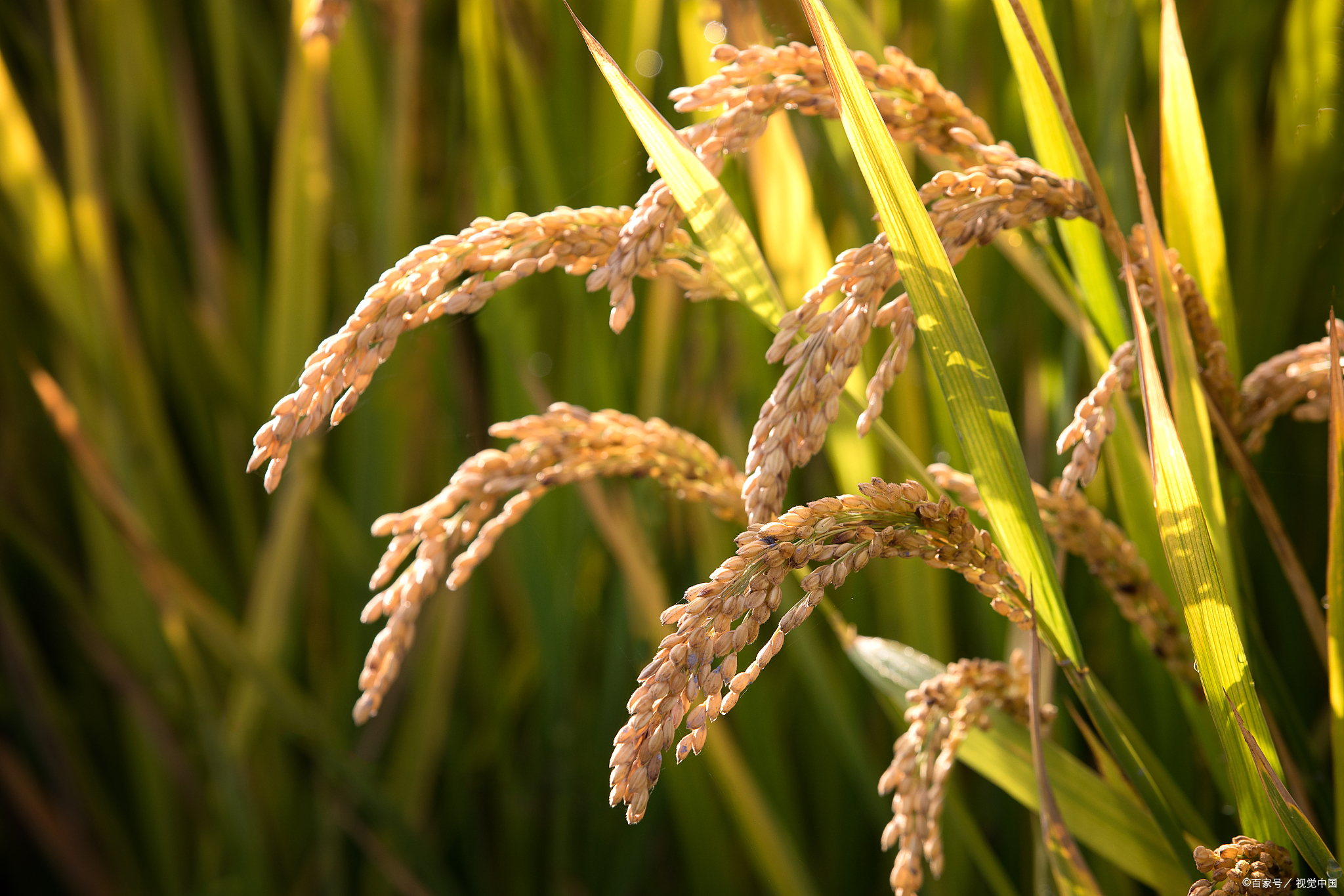 11月15日稻米购销情况