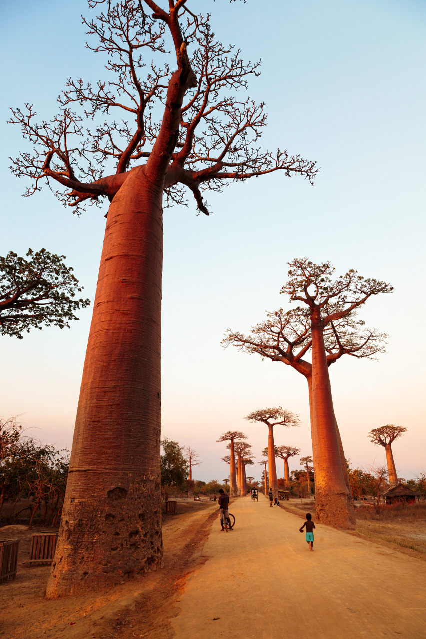 读书分享#  "小行星b-612",那是个比一座房子大不了多少的星球,是小