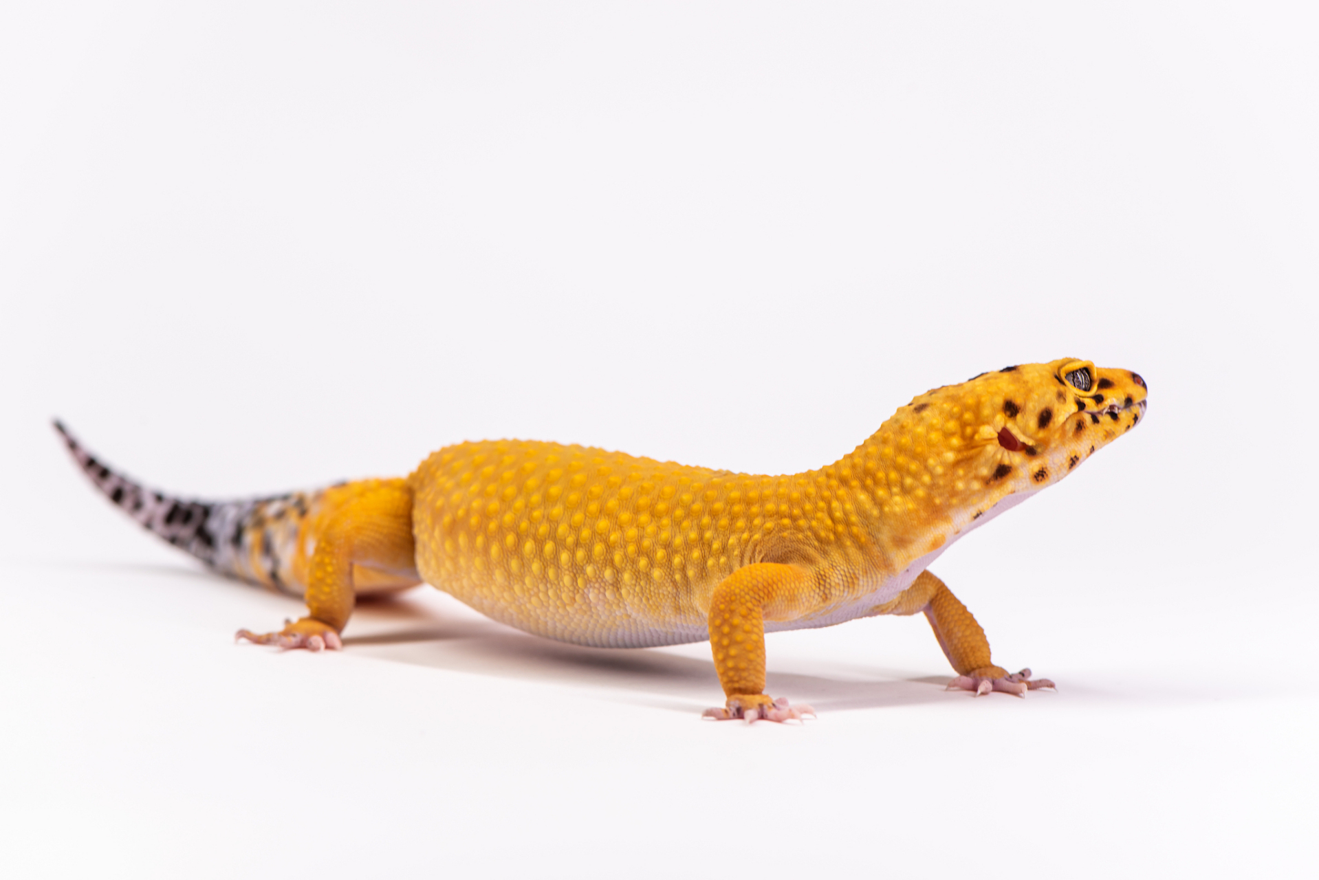 守宫是一种常见的宠物,它们属于爬行动物,通常被人们当作宠物来养.