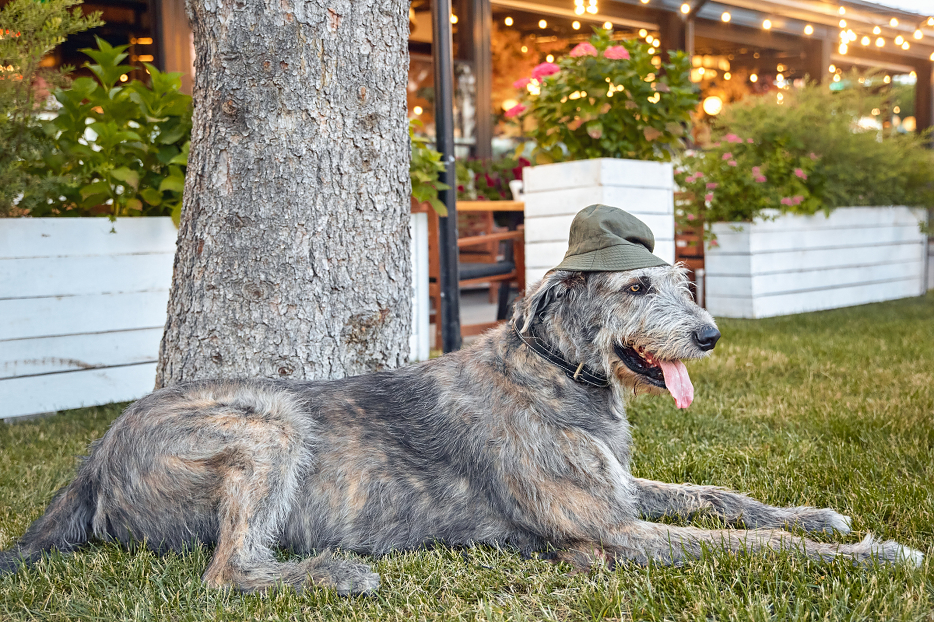 苏俄猎狼犬是用于猎狼的大型强壮狗,由多个品种杂交而成.