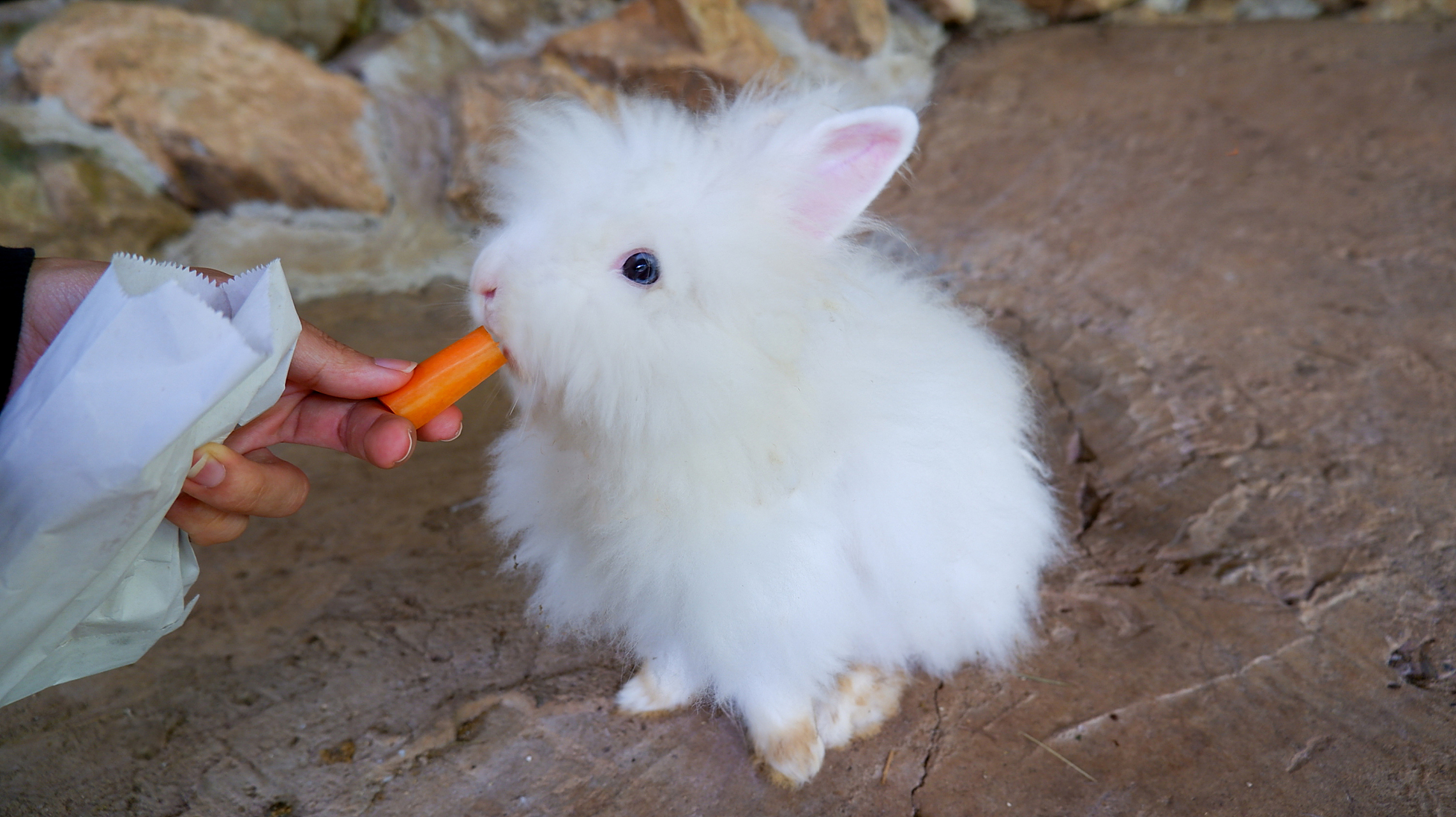 侏儒兔是一种非常特别的兔子品种,它们体型小巧,兔毛短而浓密,非常