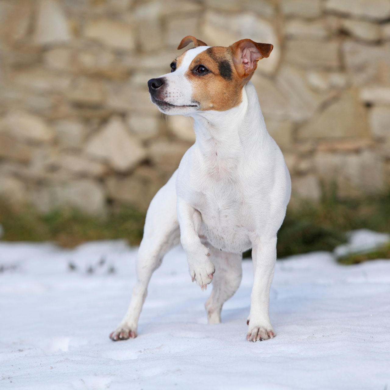 长假读书清单# 杰克罗素梗犬是一种非常友好,活泼,聪明和勇敢的狗狗