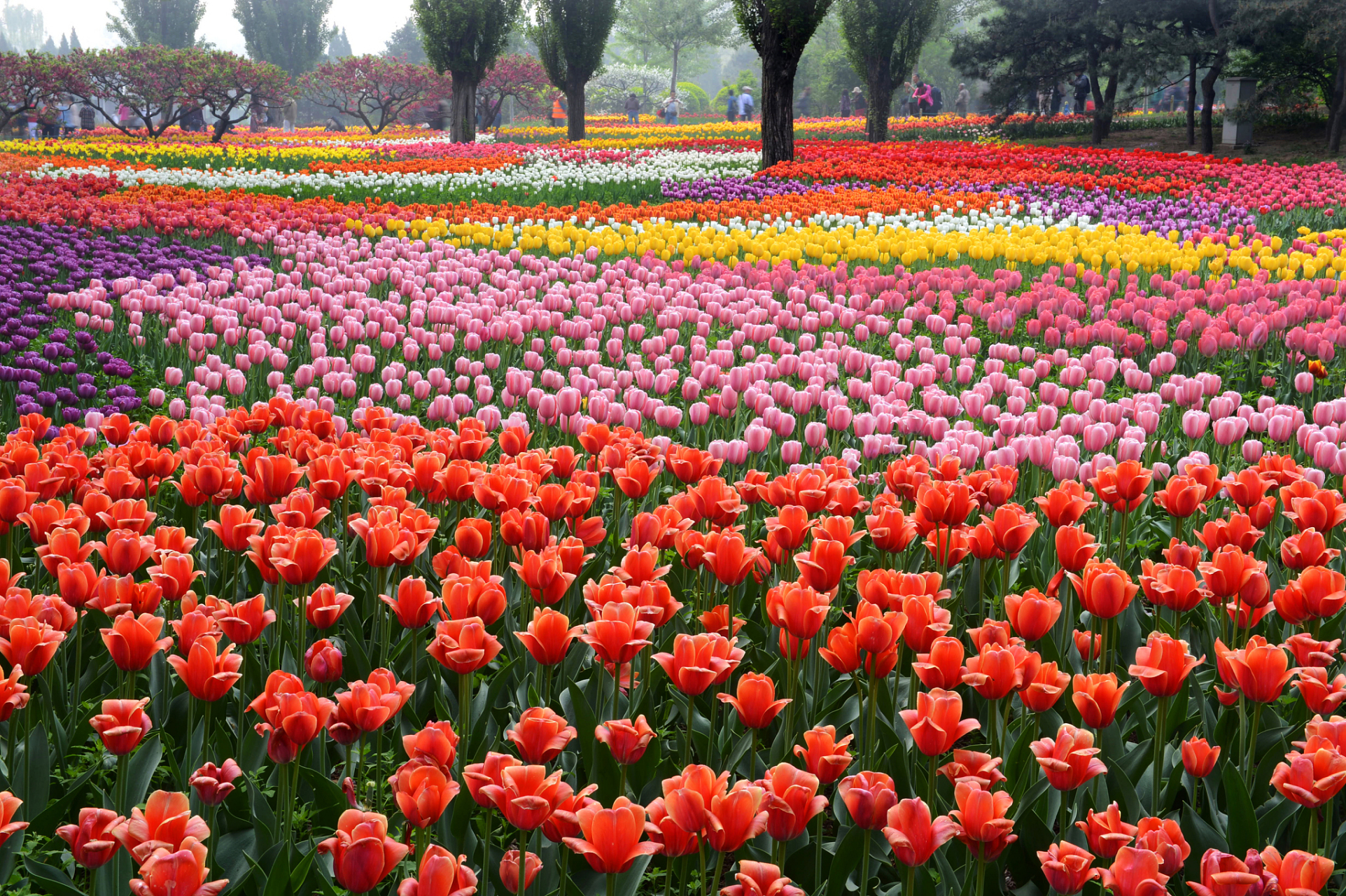 北京国家植物园郁金香盛开,彩色花海点亮春日 近日,北京国家植物园的