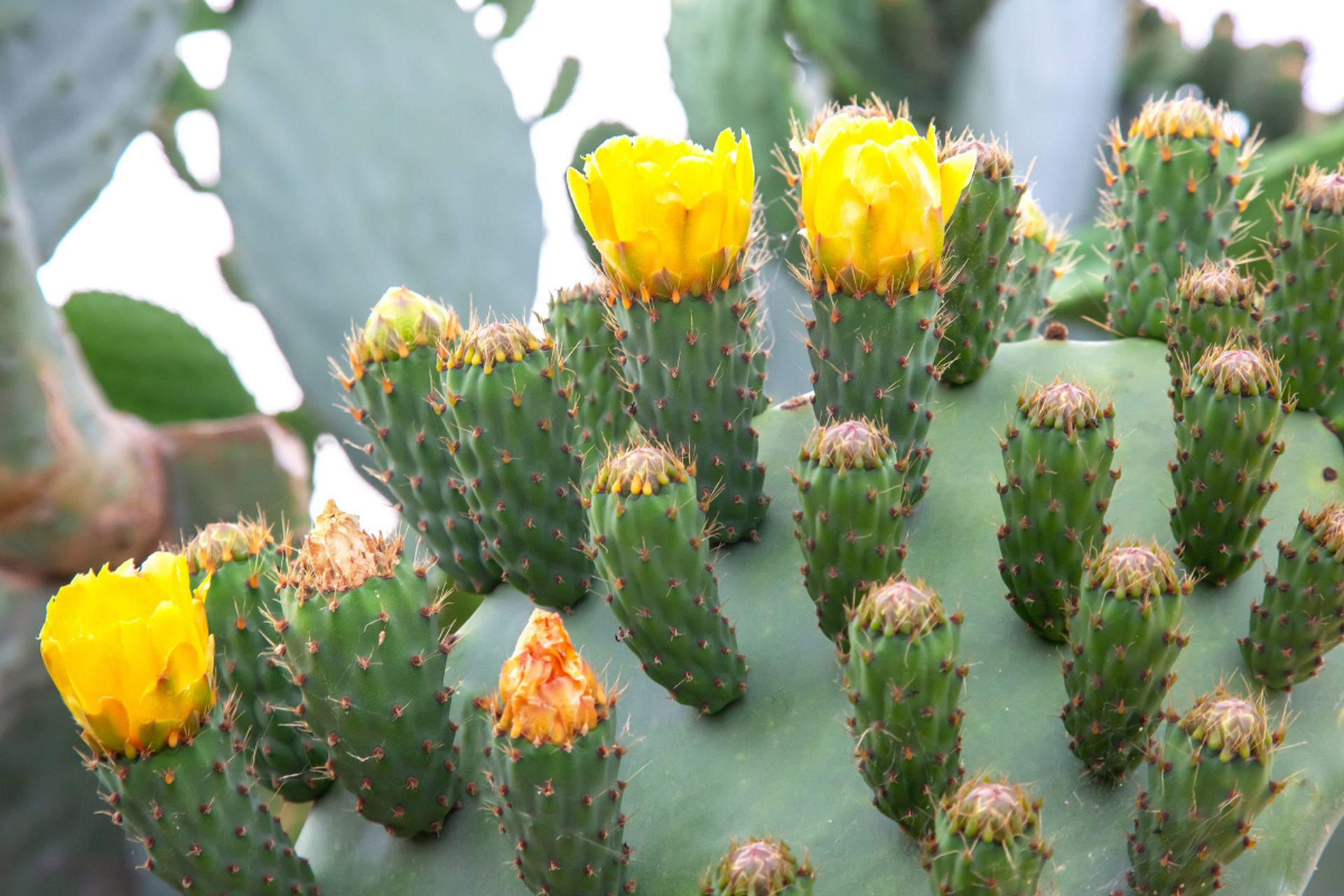 仙人掌以其耐旱力和独特生存策略成为沙漠风景线,能绽放绚丽花朵并结