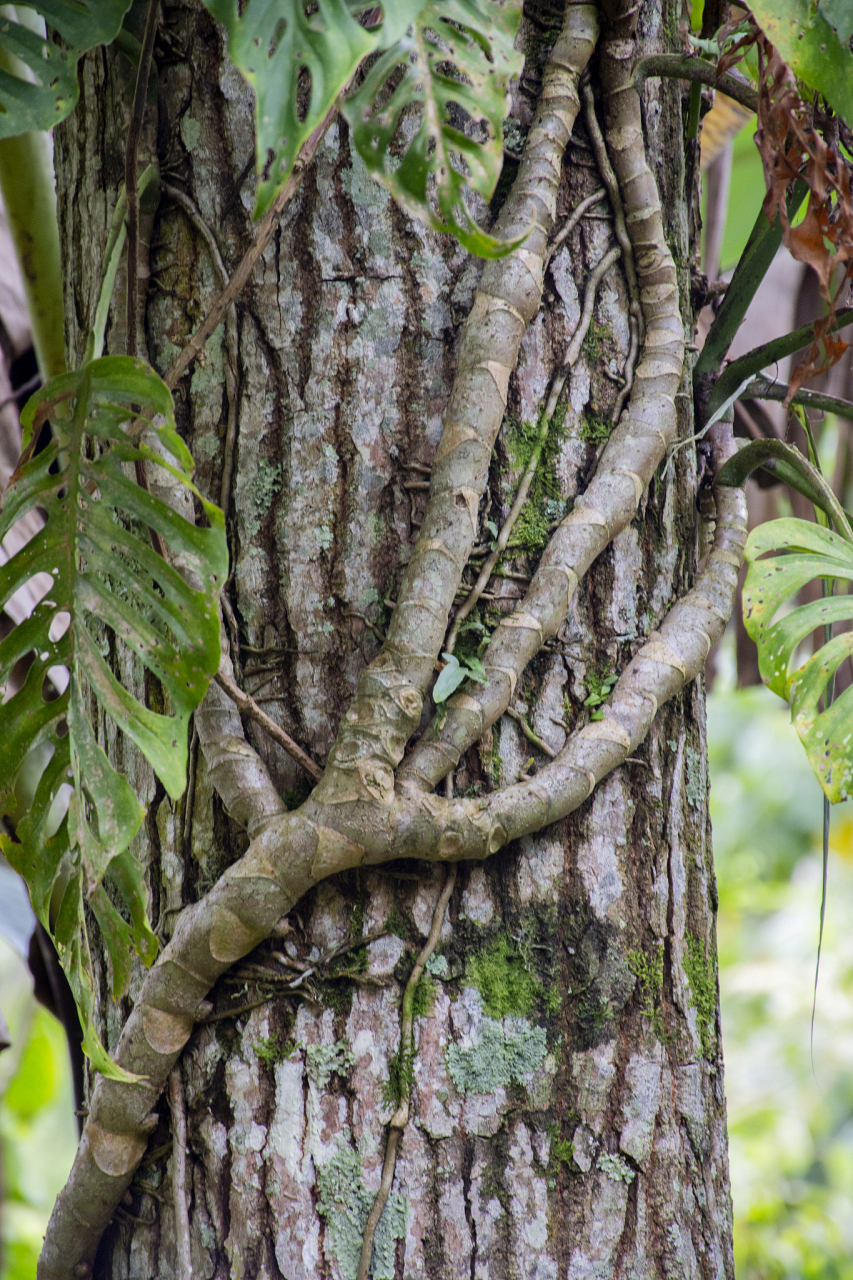 鸡血藤一般生长在什么地方  探秘鸡血藤:生长之谜与鉴别之道 鸡血藤