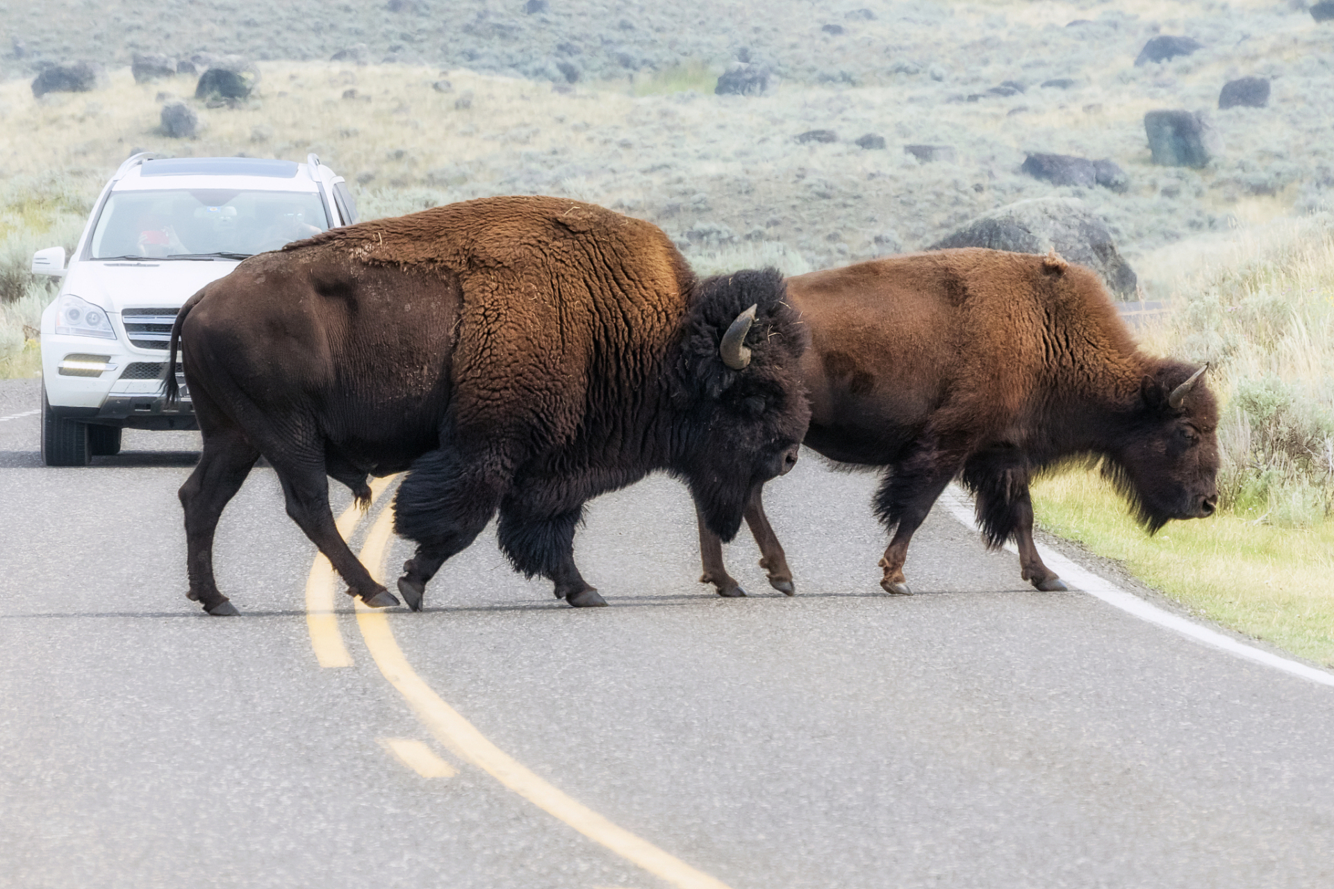 一头牛放的屁可供汽车开1天# 想想看,牛屁可真是厉害啊!