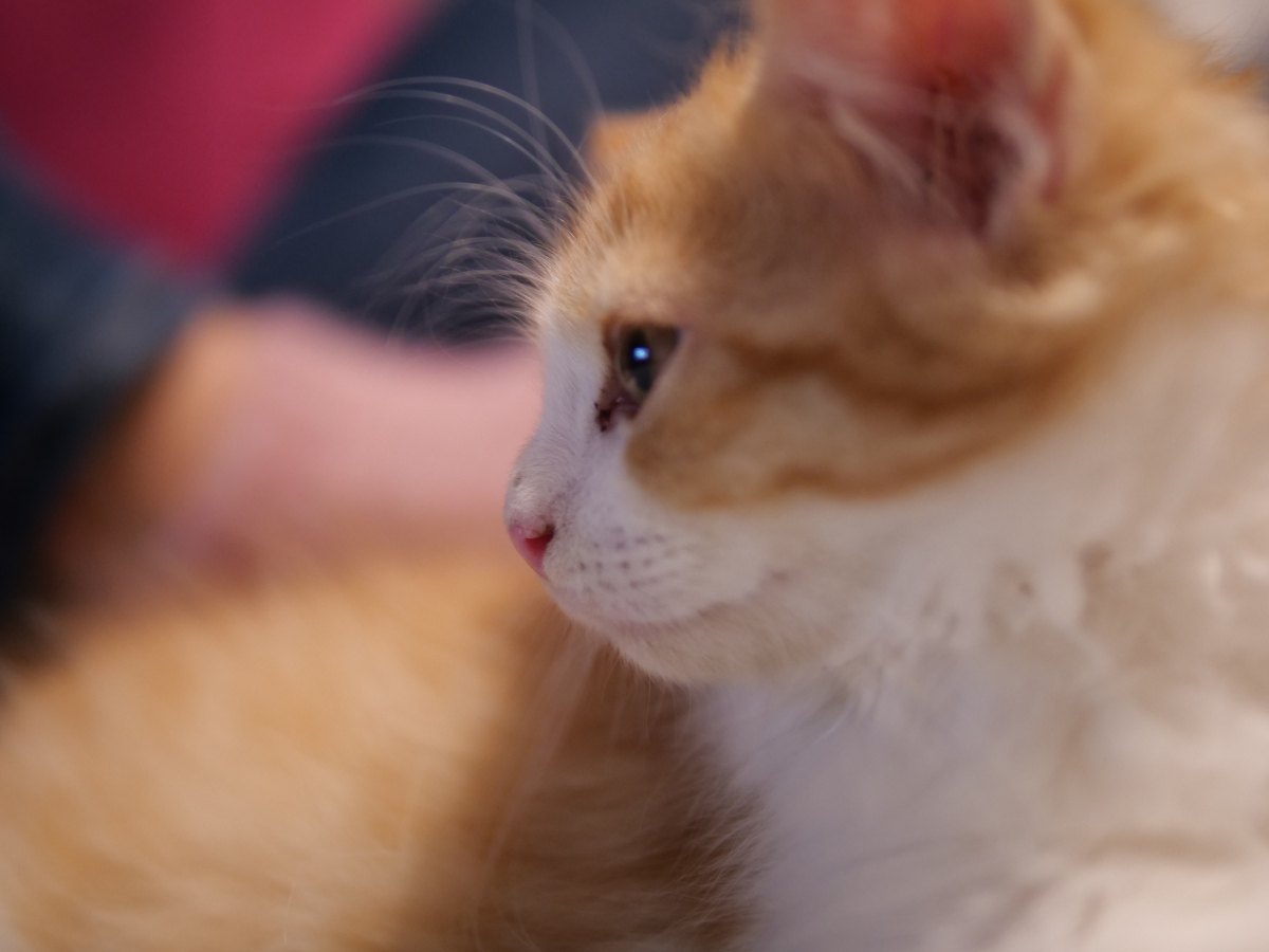 爱猫人士必看：猫咪不听话？这样做最有效！
