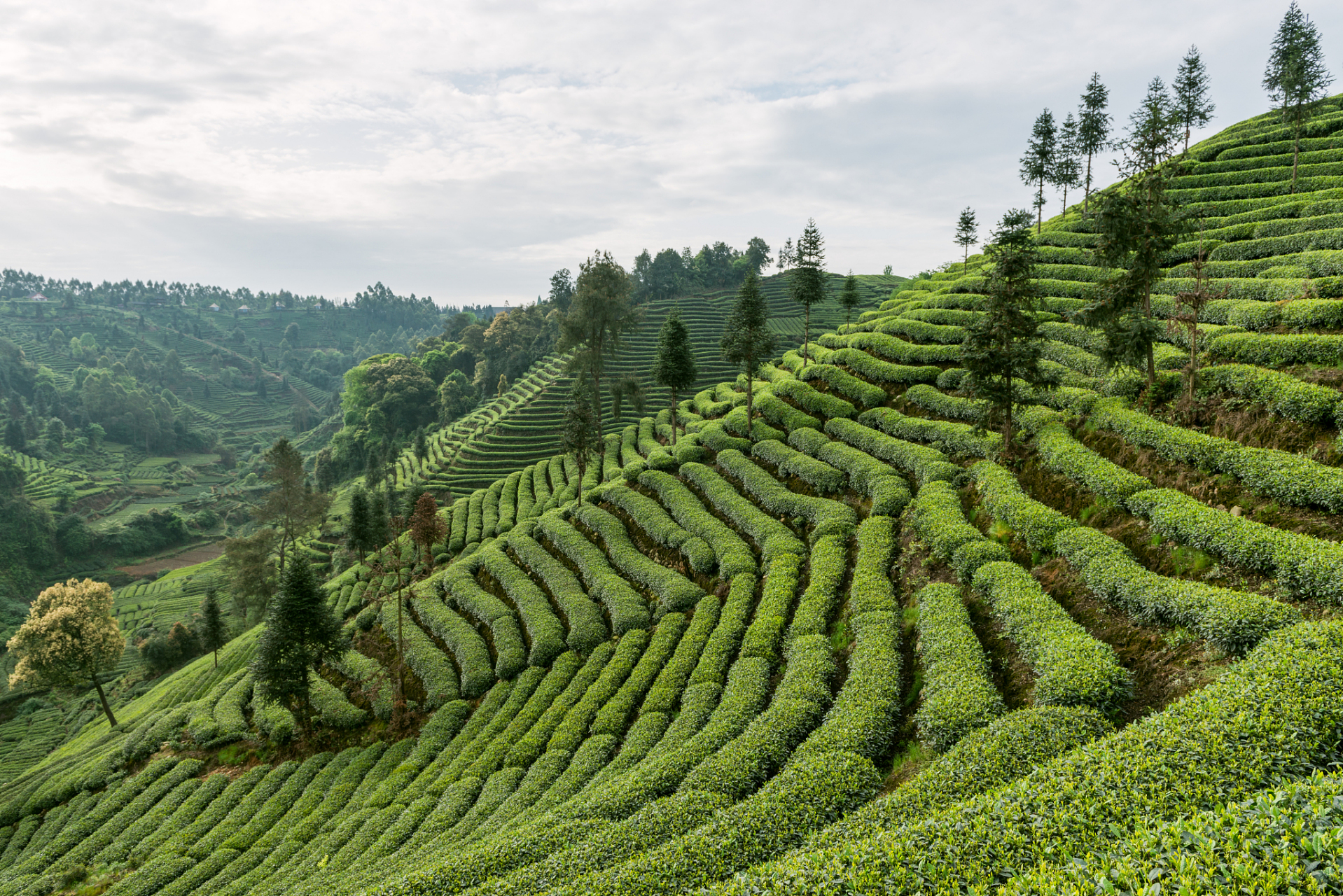 春游,普洱的茶山绿意盎然,我亲手采撷的茶叶,仿佛能触摸到历史的脉络