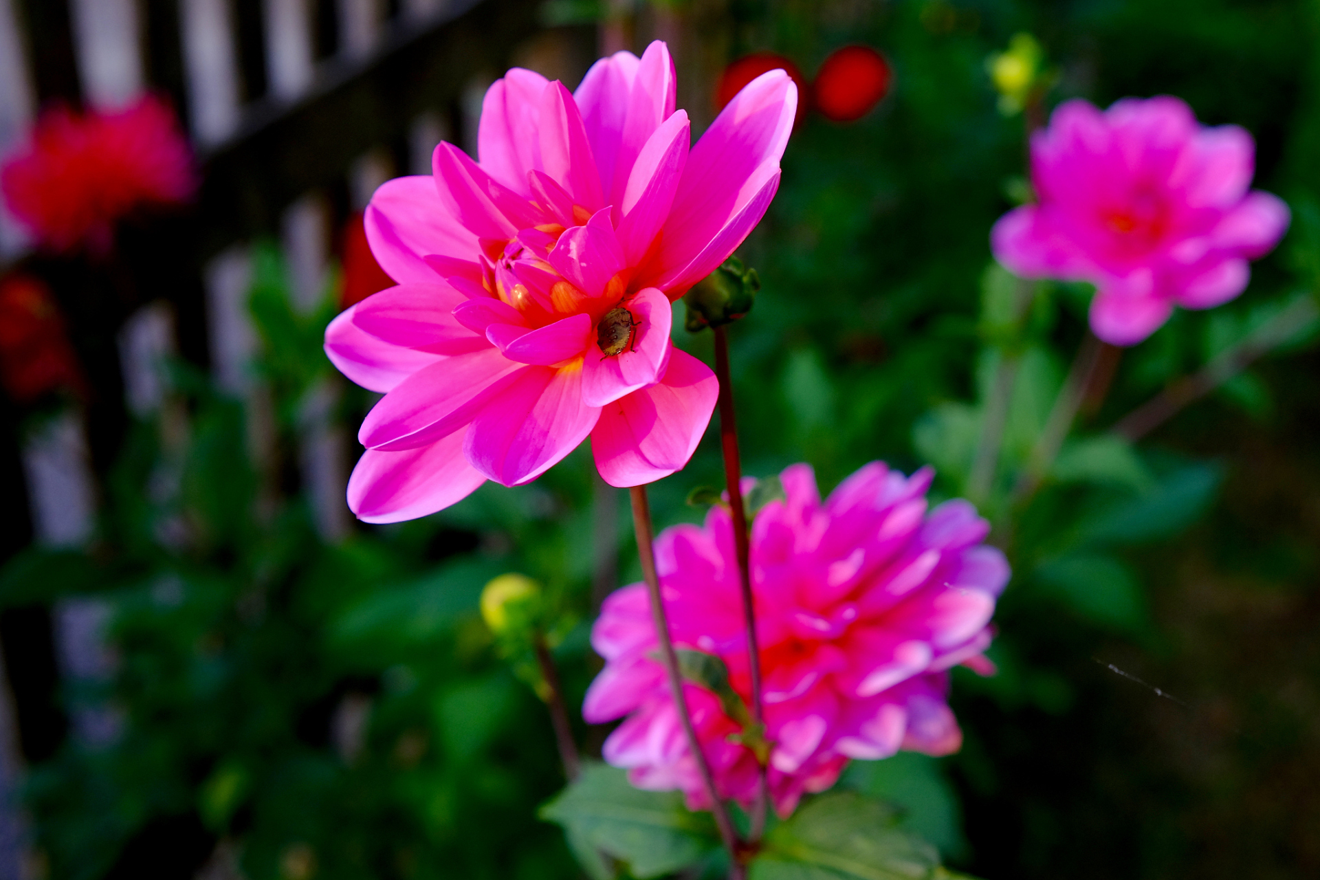 你是我#秋实之美# 心中的花儿 靓丽的姿态让我为之沉醉 岁月蹉跎的