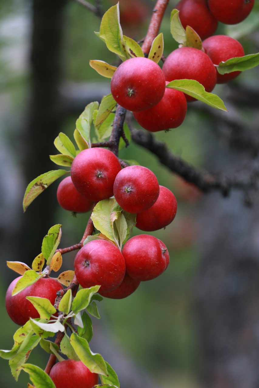 你吃过海棠果吗? 楸子(学名:malus prunifolia (willd.) borkh.