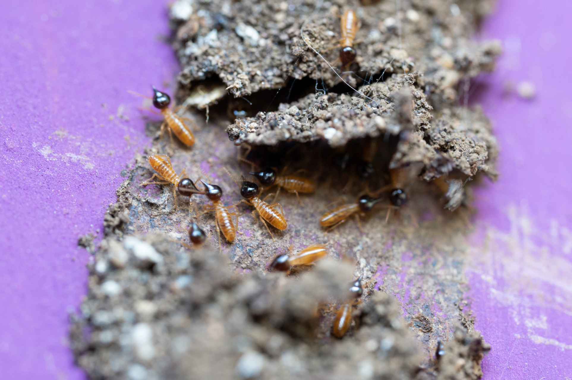 揭秘白蚁生存之道:从微小卵到强大成虫,它们如何在各种环境中顽强存活