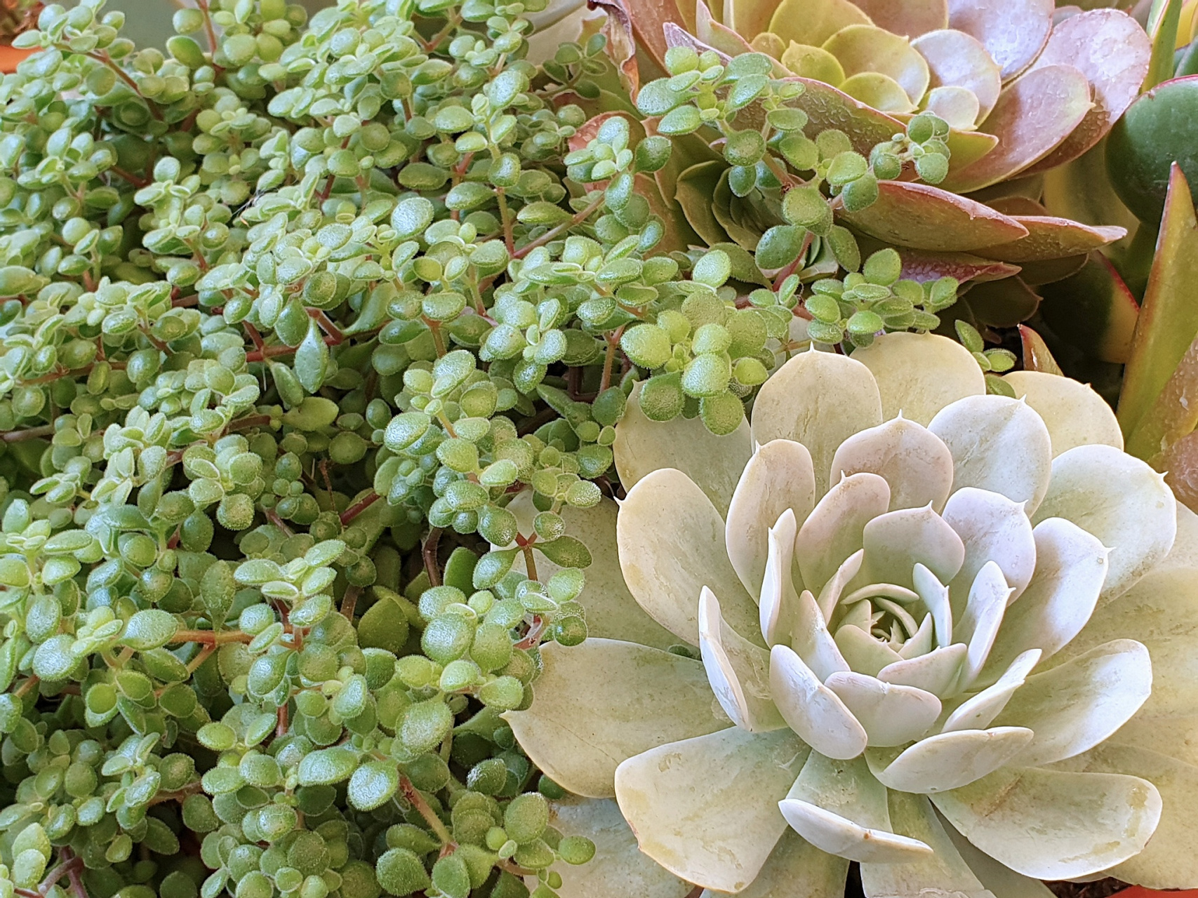 山地玫瑰 山地玫瑰是景天科莲花掌属,花语是"永不凋零的爱".