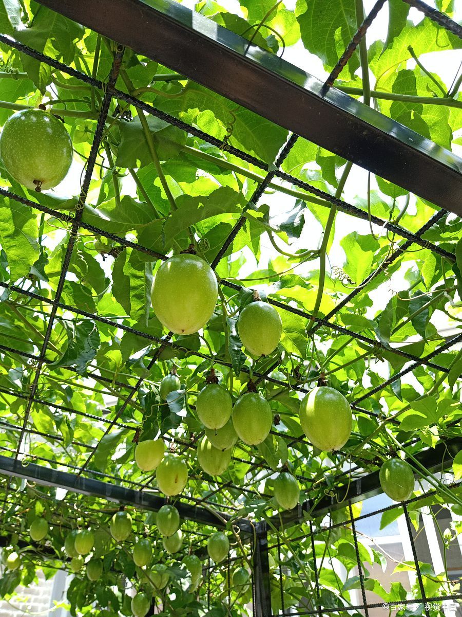 百香果树枝种植方法和技巧 以下是详细的种植方法和技巧: 一,扦插时间