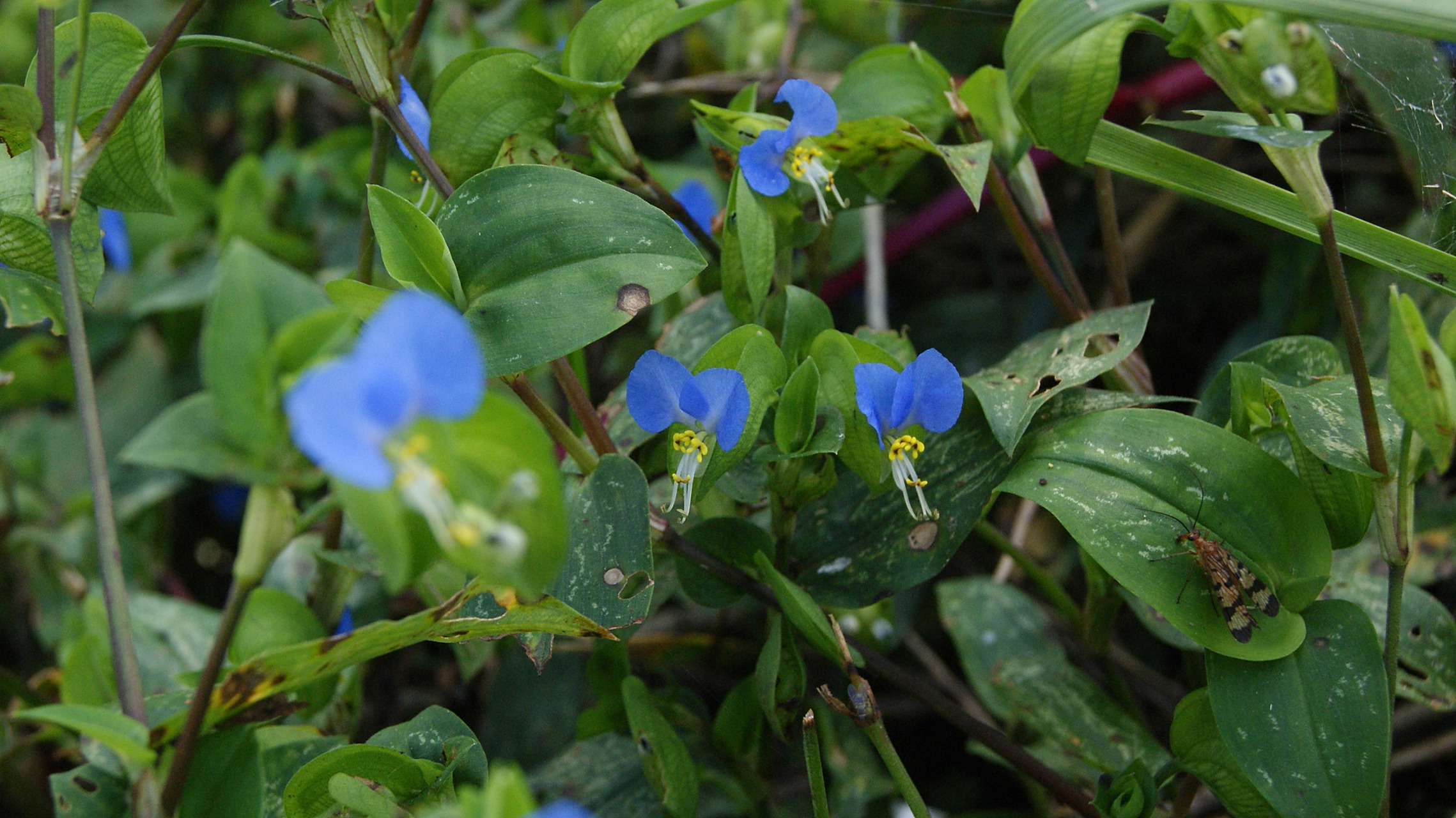 盆景#  养护盆景:3种精致好看的小野花之鸭跖草 光听名字就知道帐是