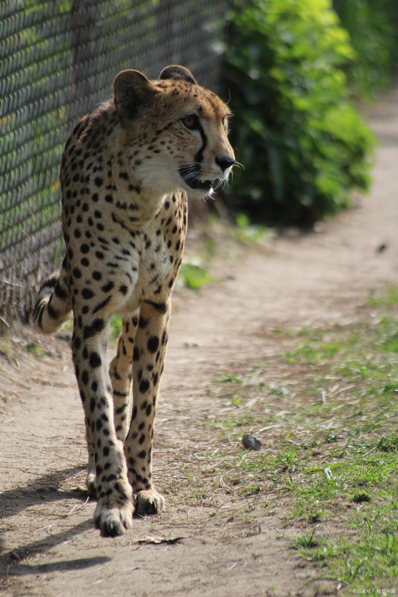 而且猎豹的加速度也是杠杠的,从完全静止加速到每小时100公里,只需要