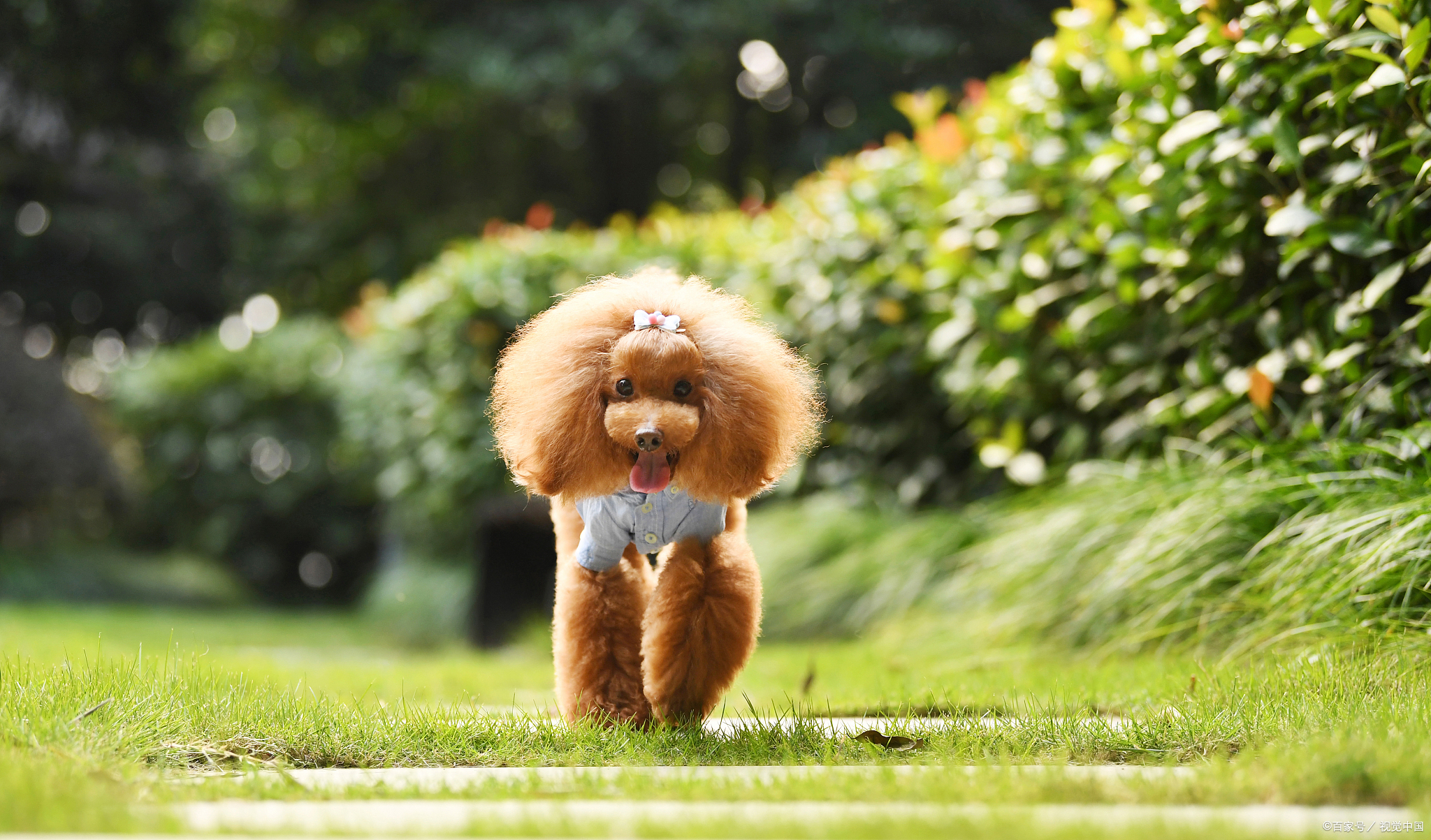四季贵宾犬的元气日常 阳光洒满客厅,我家的小四季