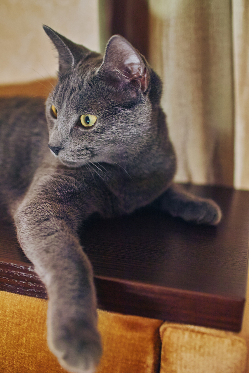 俄罗斯蓝猫的一个显著特点是它们的长尾巴,有时会超过身体长度.