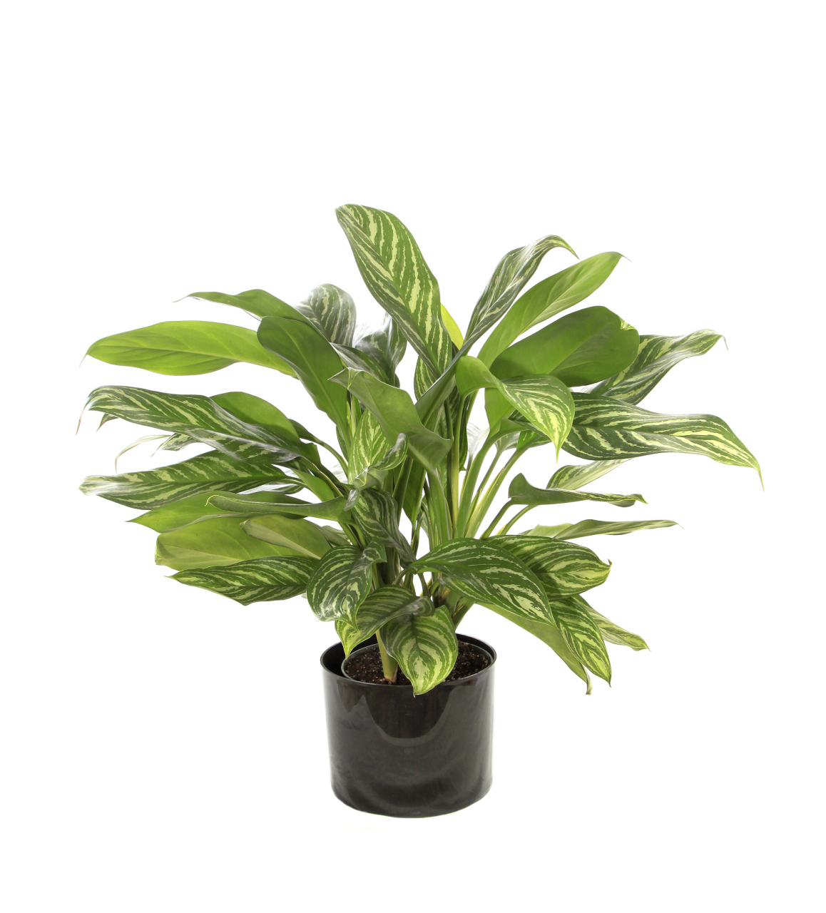 小天使绿植,又被称为蔓绿绒或春羽,是一种备受欢迎的室内观叶植物.