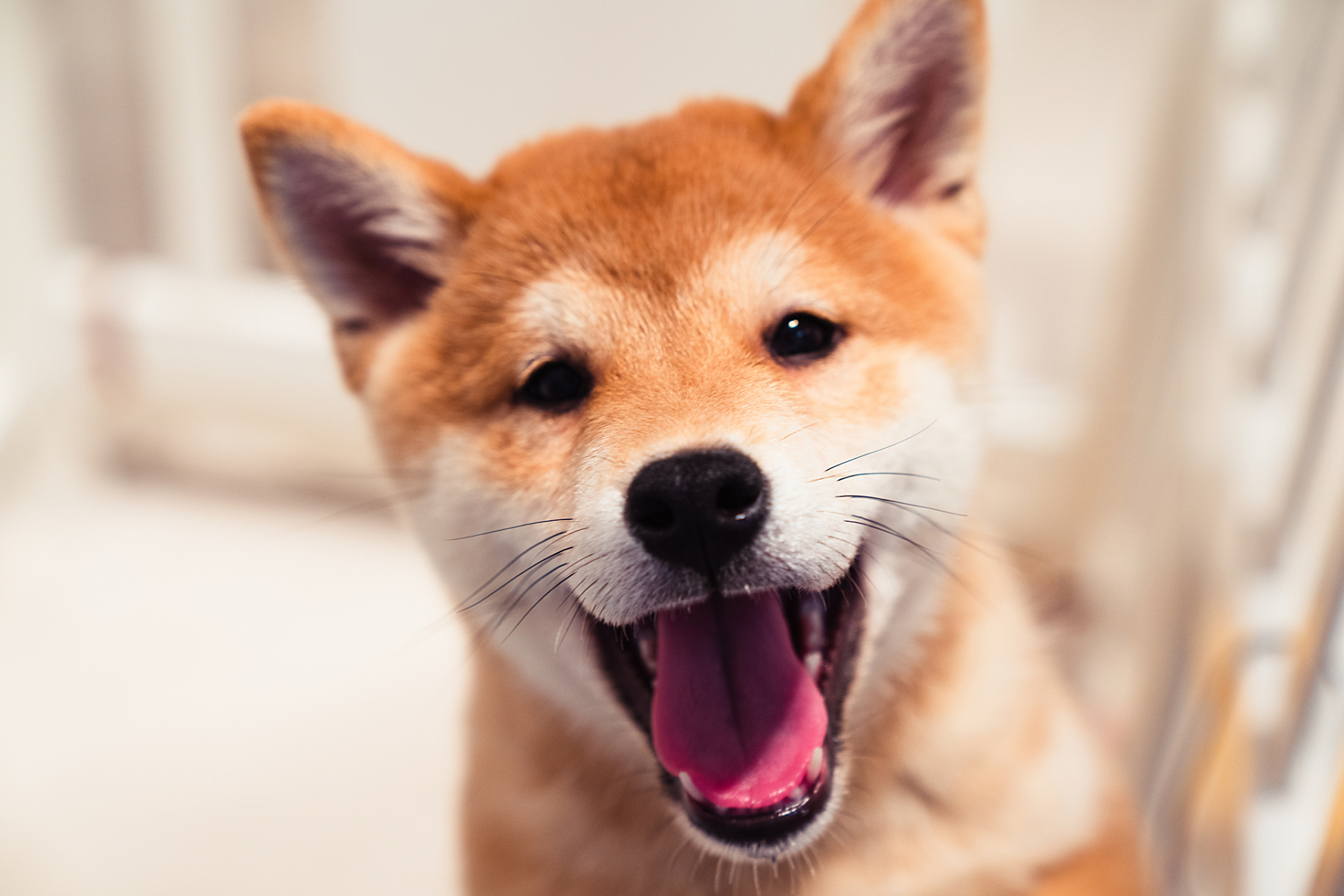 狗狗吐舌头其实是一种非常聪明的散热方式.