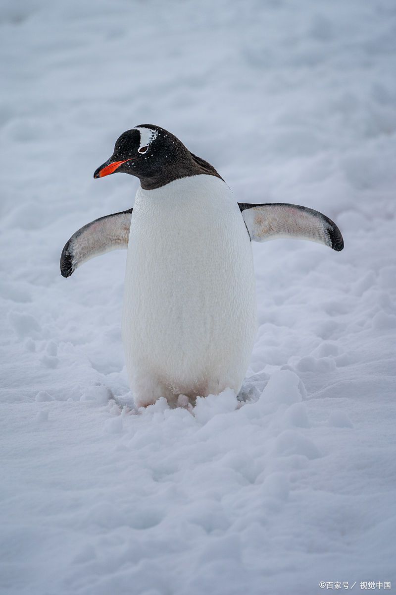冻哆嗦的照片企鹅身上冷不冷比冷雪动物还冷雪图片大全冰天雪地的意思