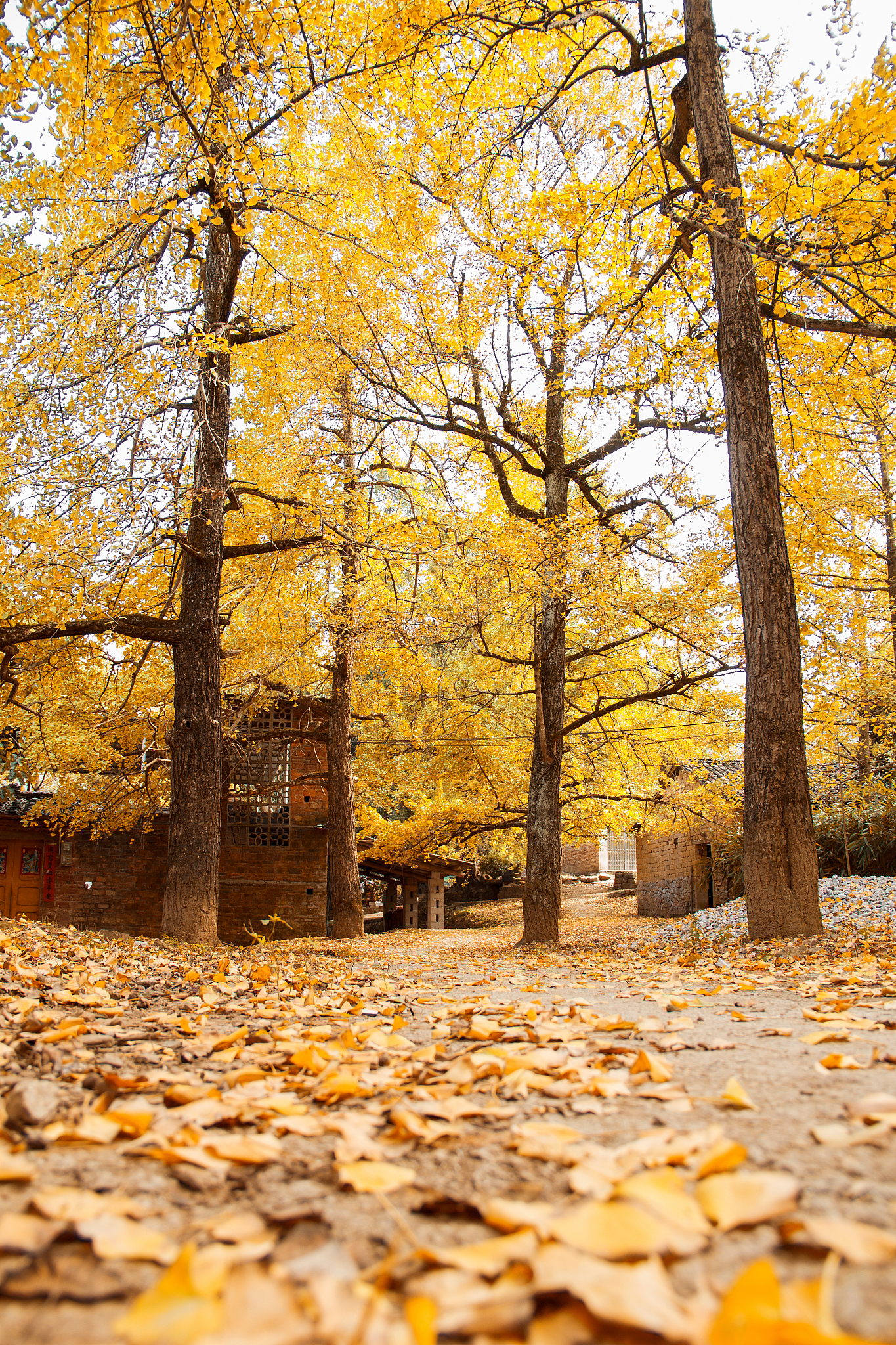 随州千年银杏谷的秋季美景有多震撼,这里的银杏树有多古老呢?