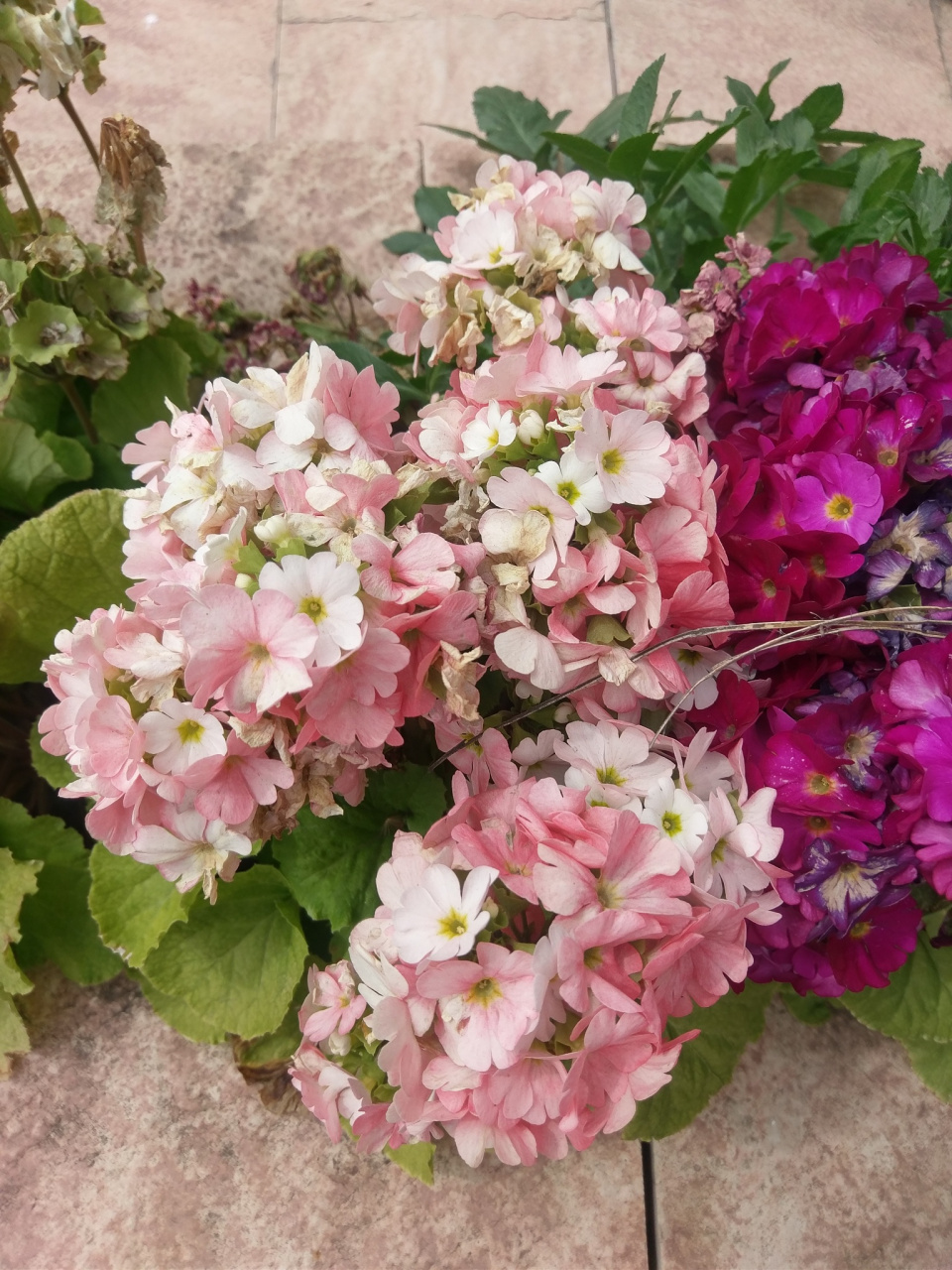 重瓣丹麦风铃花因其独特花朵和优雅姿态受到喜爱,但养殖困难.