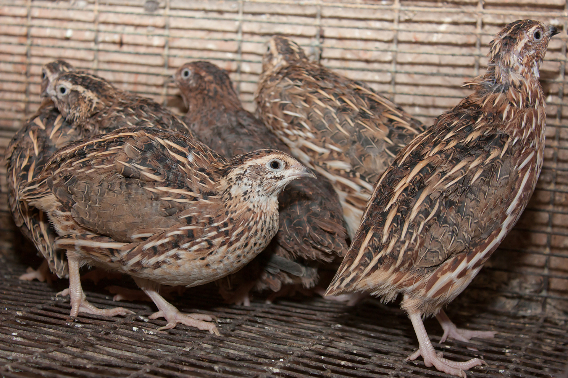 鹌鹑是常见的家禽,在养殖过程中需特别关注和照顾,特别是在繁殖期间.