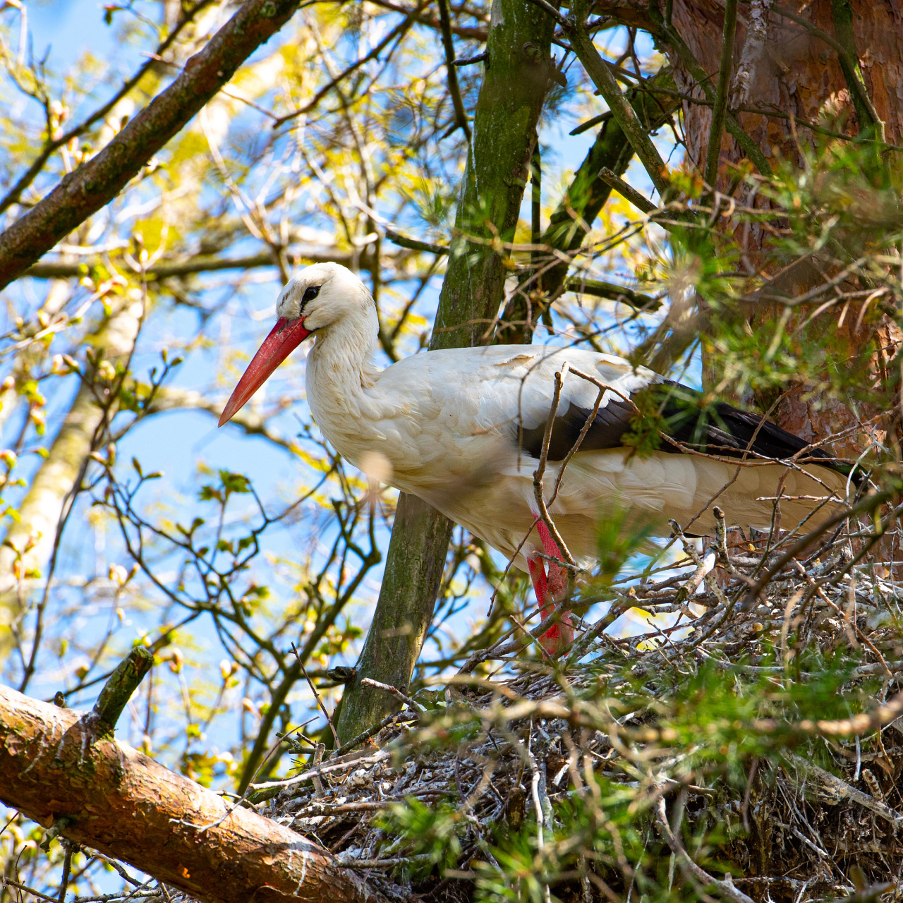 重庆有一些适合观赏鸟类的保护区,以下是一些建议: 1.