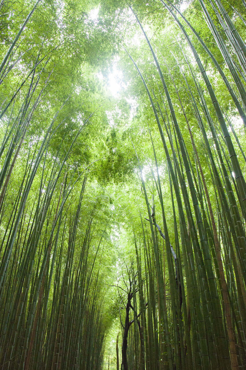 一,地理位置与规模 宜兴竹海风景区位于江苏省无锡市宜兴市区西 131