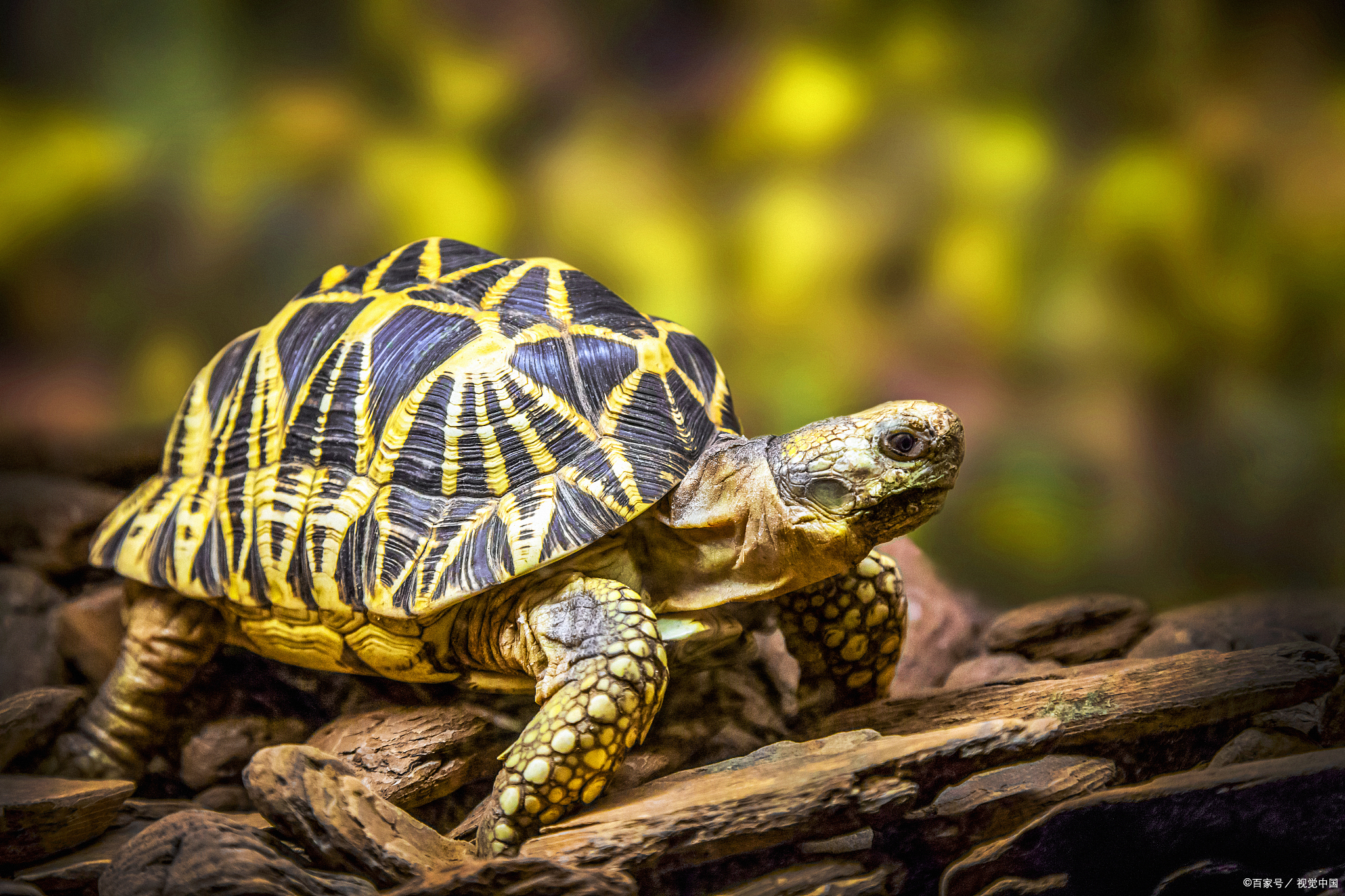 乌龟冬眠多久才会醒
