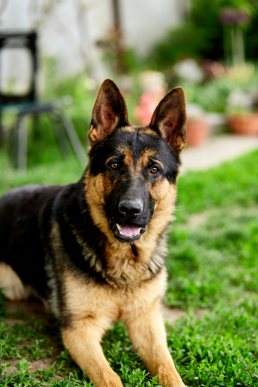 我来说两句:德国牧羊犬是原产于德国的一种中等体型的犬种,也称