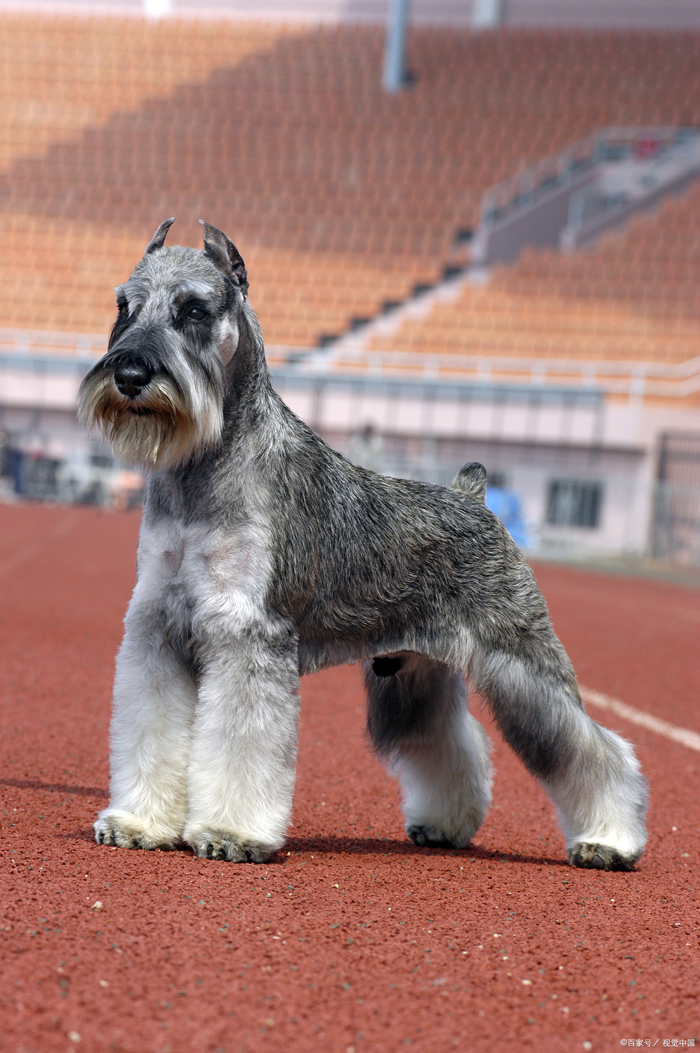 梗犬,作为犬类中的一类,一直以来都备受人们的喜爱.