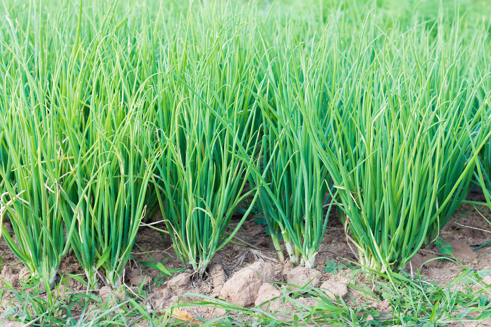 说到四季葱,它真的是个好