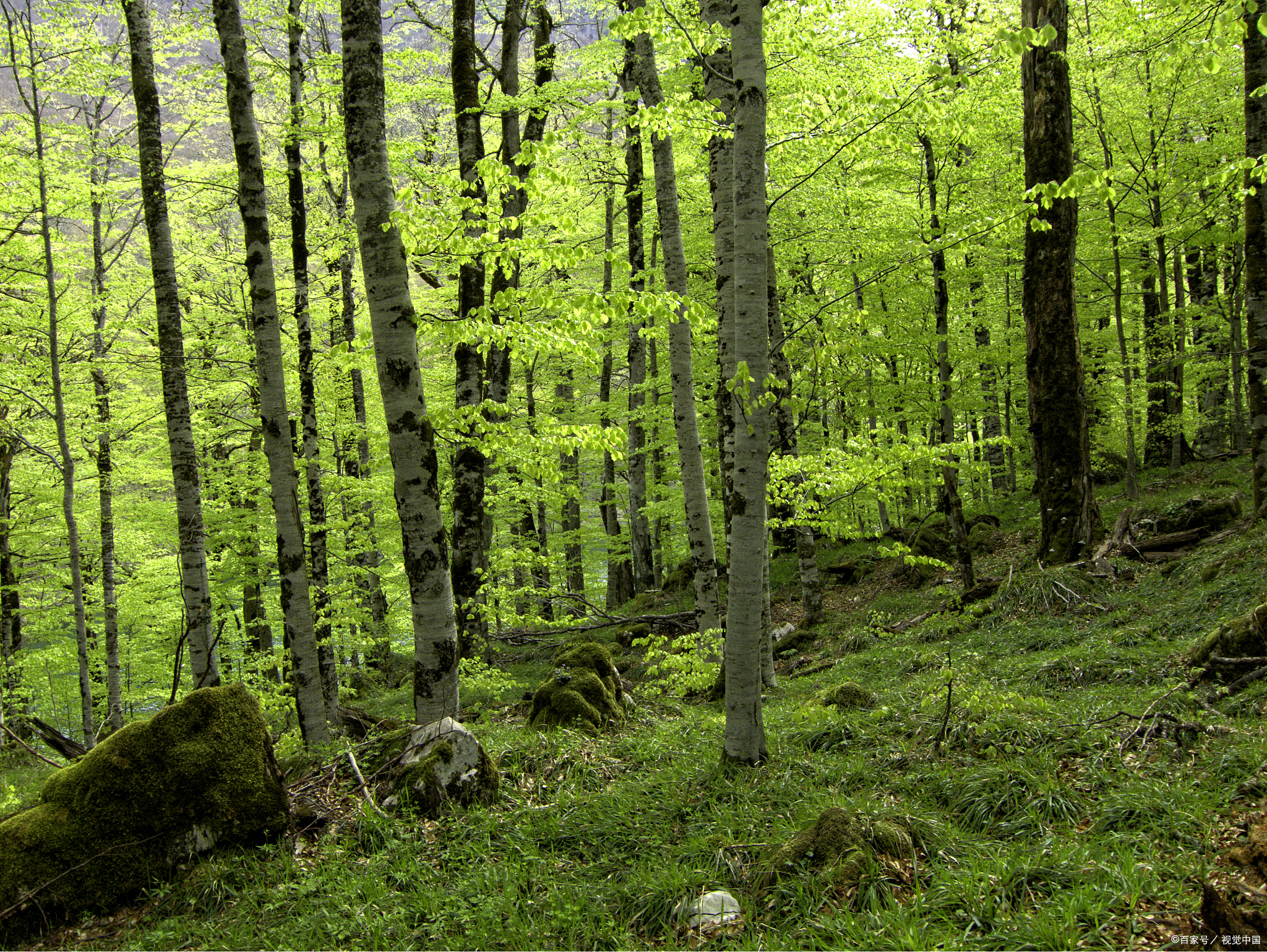 想象一下,那是一片何等浩瀚的绿色海洋,它不仅守护着我们的蓝天碧水
