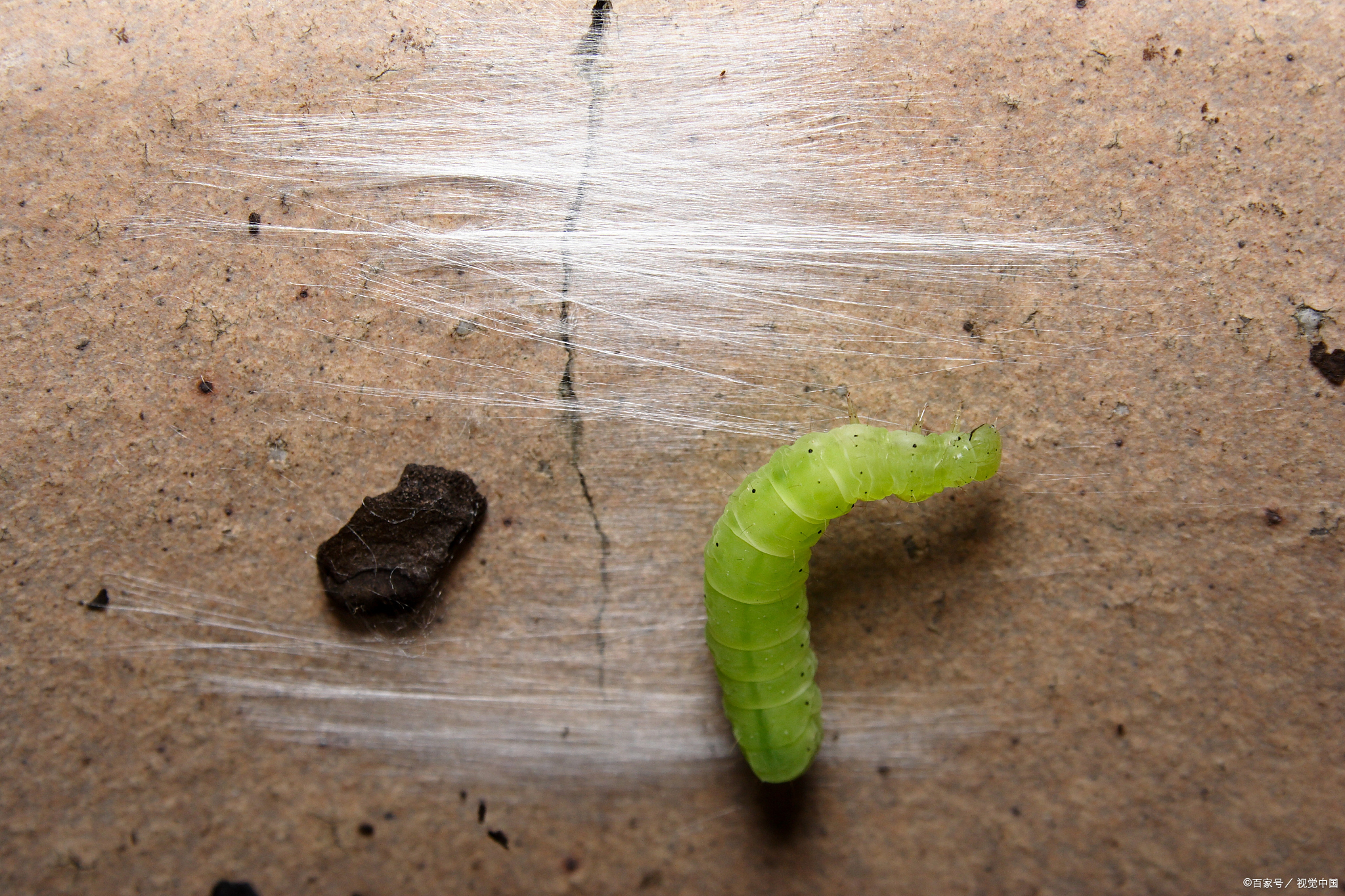 常见于山东,苏北,成熟后蛰伏地下,来年羽化