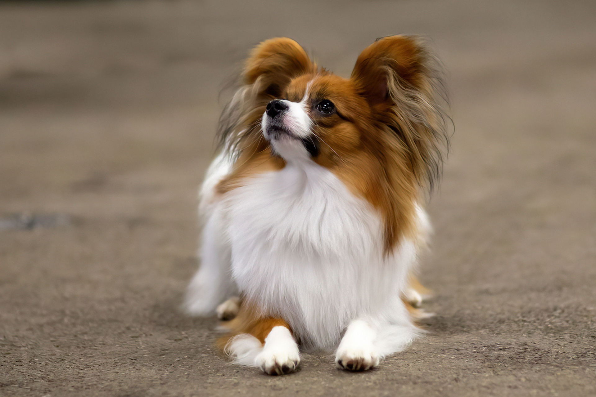 蝴蝶犬,又称巴比犬(papillon),是一种小型犬种,原产于法国和比利时.