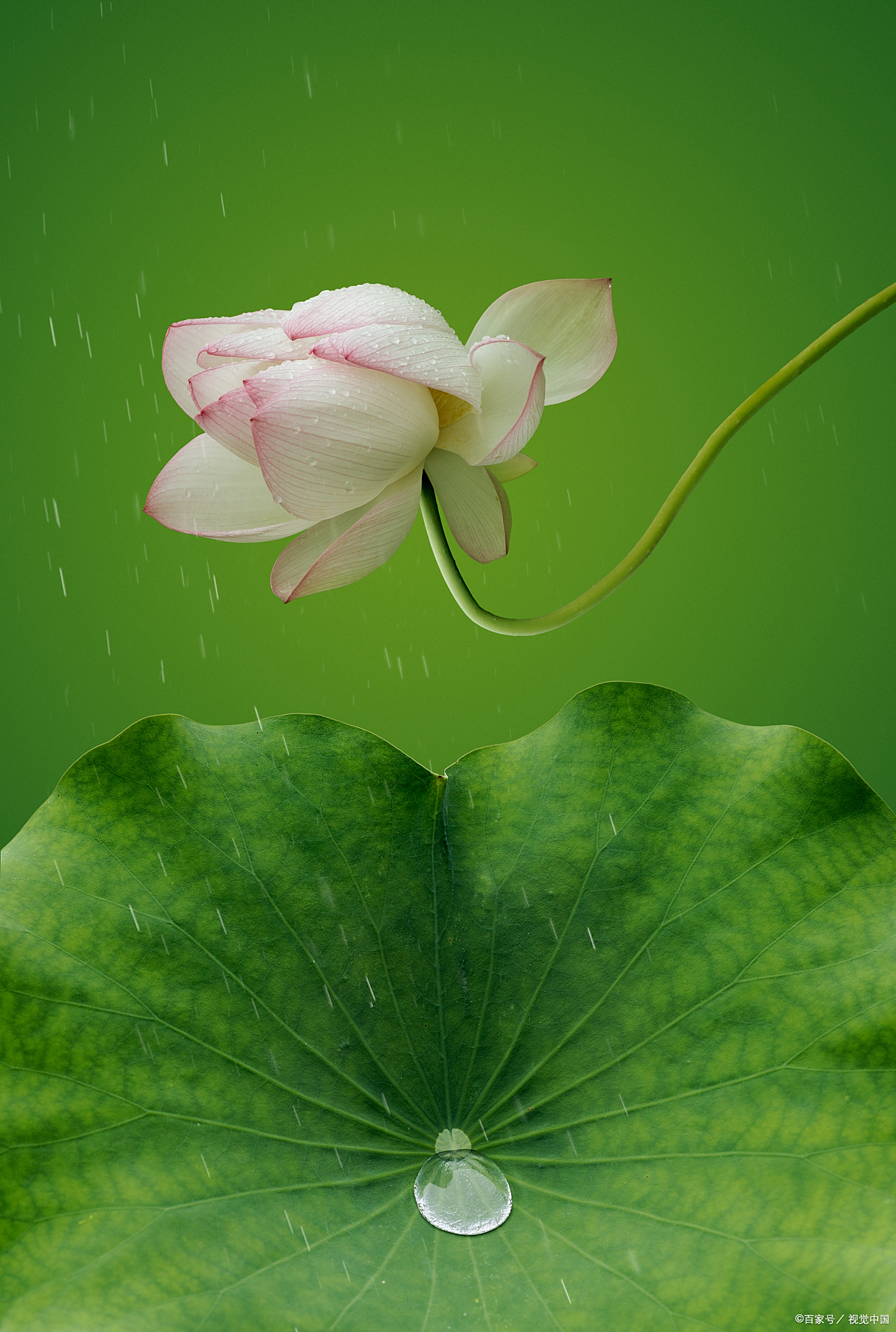 古诗词里的雨荷有多美微雨过小荷翻