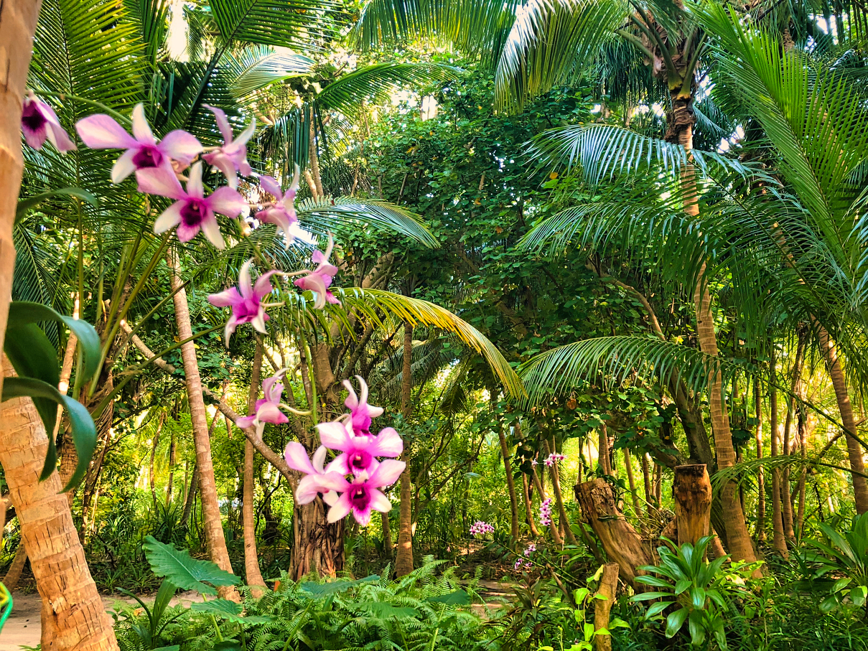 嬉行记# 三亚兰花谷是一个充满历史和美丽的地方.