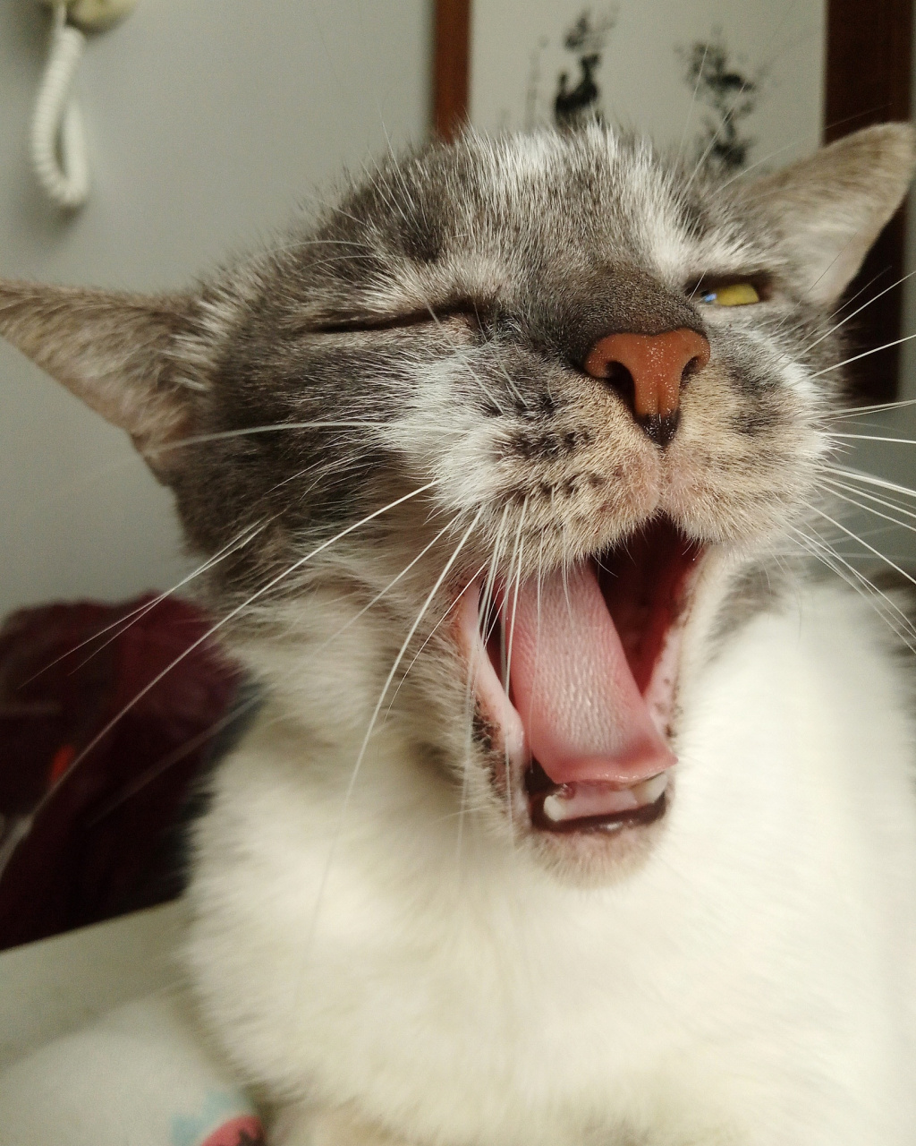 摘要:猫咪的虎牙不仅美观,其露出程度还与行为,生理和心理状态相关.